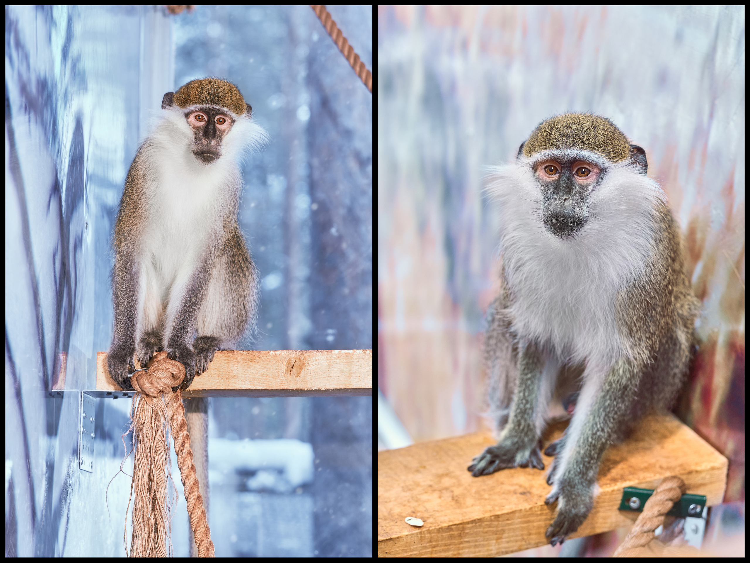 Фотосъемка животных в зоопарке. Фотограф людей и животных в Санкт-Петербурге Марина Бурмистрова