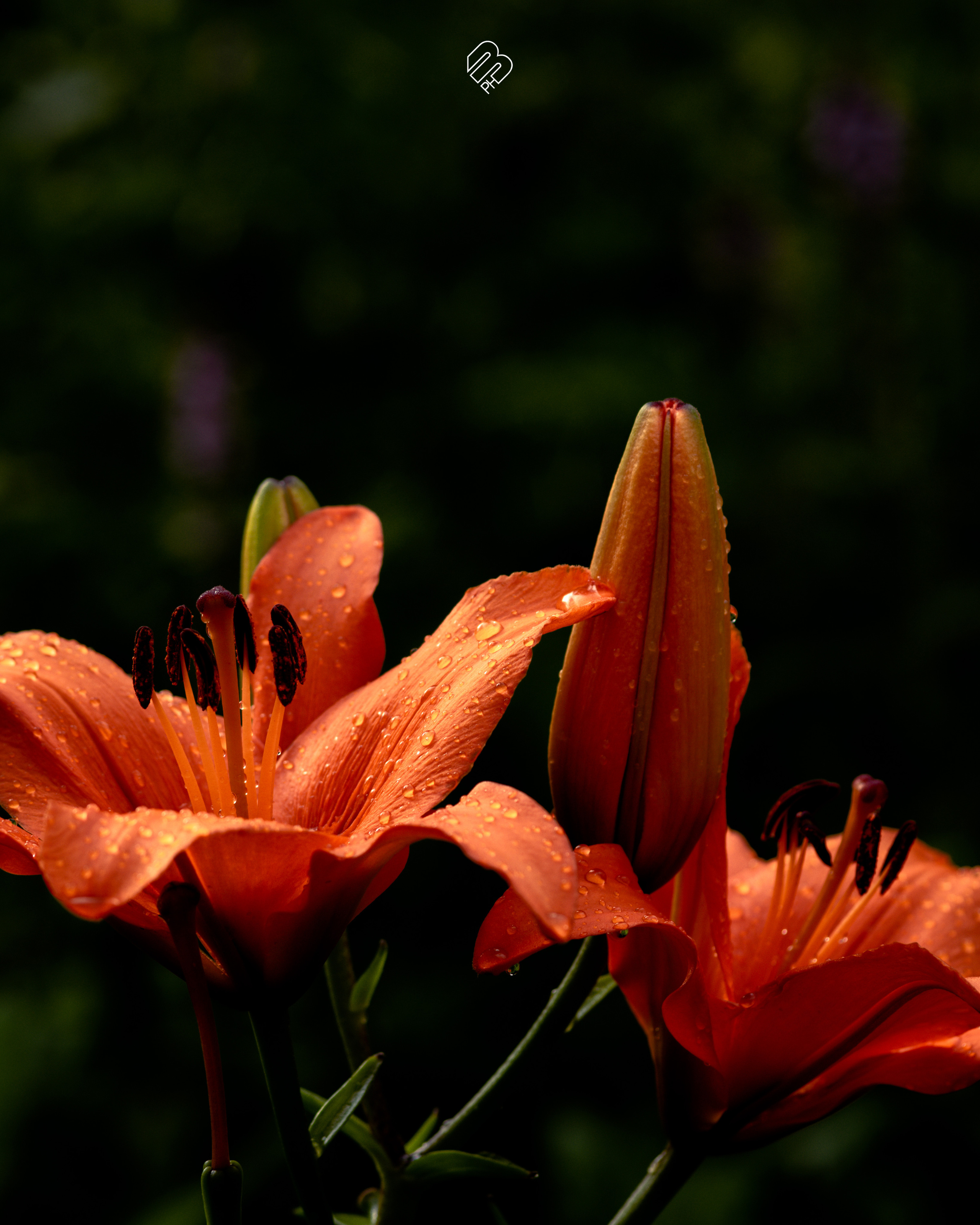 Фотографии цветов. Фотограф людей и животных в Санкт-Петербурге Марина Бурмистрова