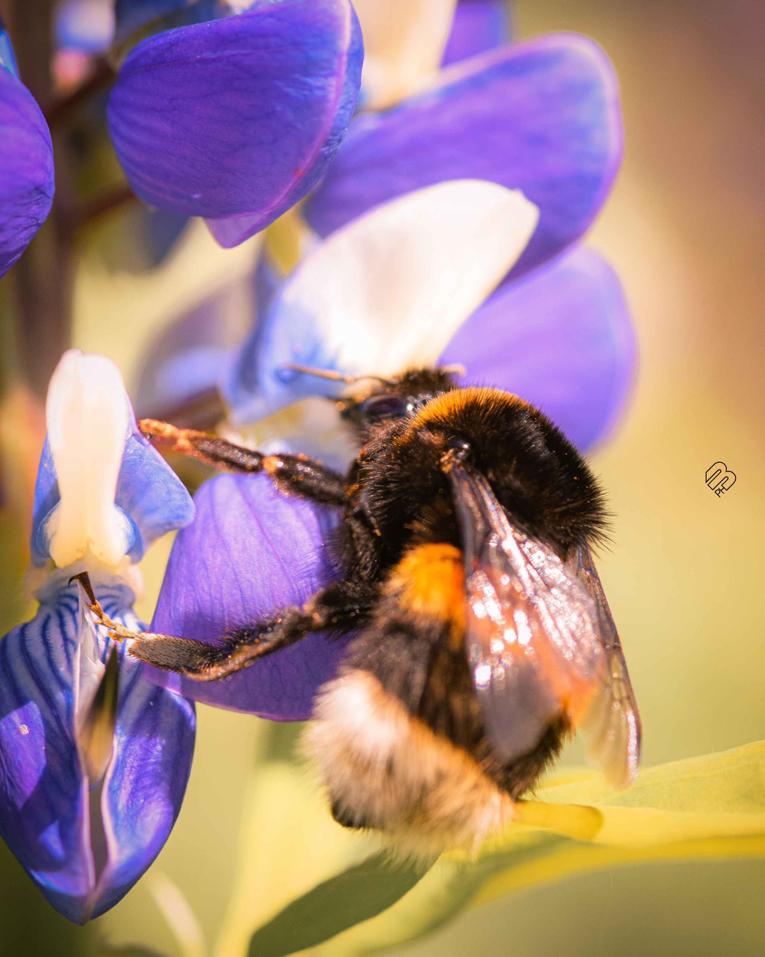 Фотографии цветов. Фотограф людей и животных в Санкт-Петербурге Марина Бурмистрова