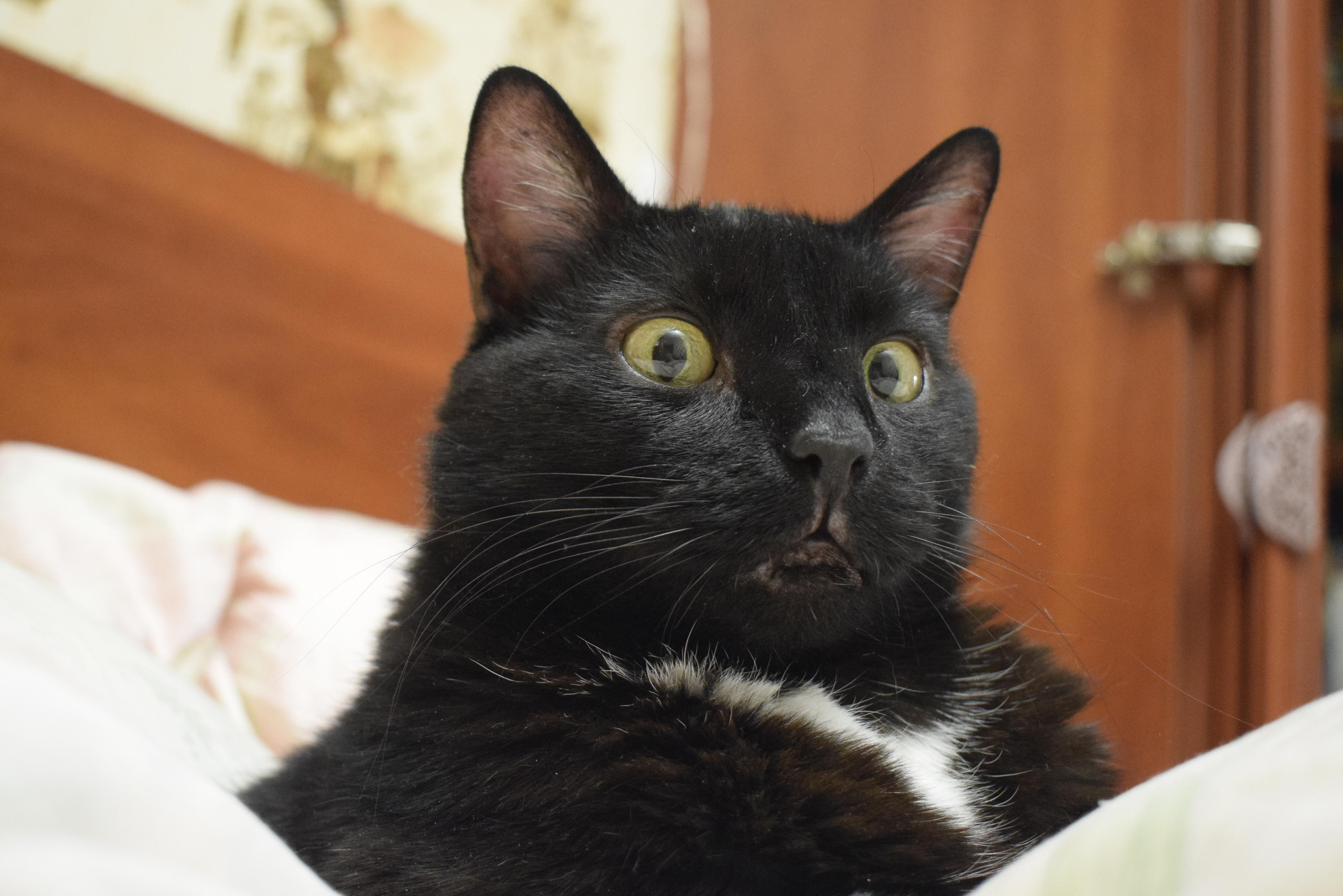 Первые кадры на первую «зеркалку». Фотограф людей и животных в Санкт-Петербурге Марина Бурмистрова