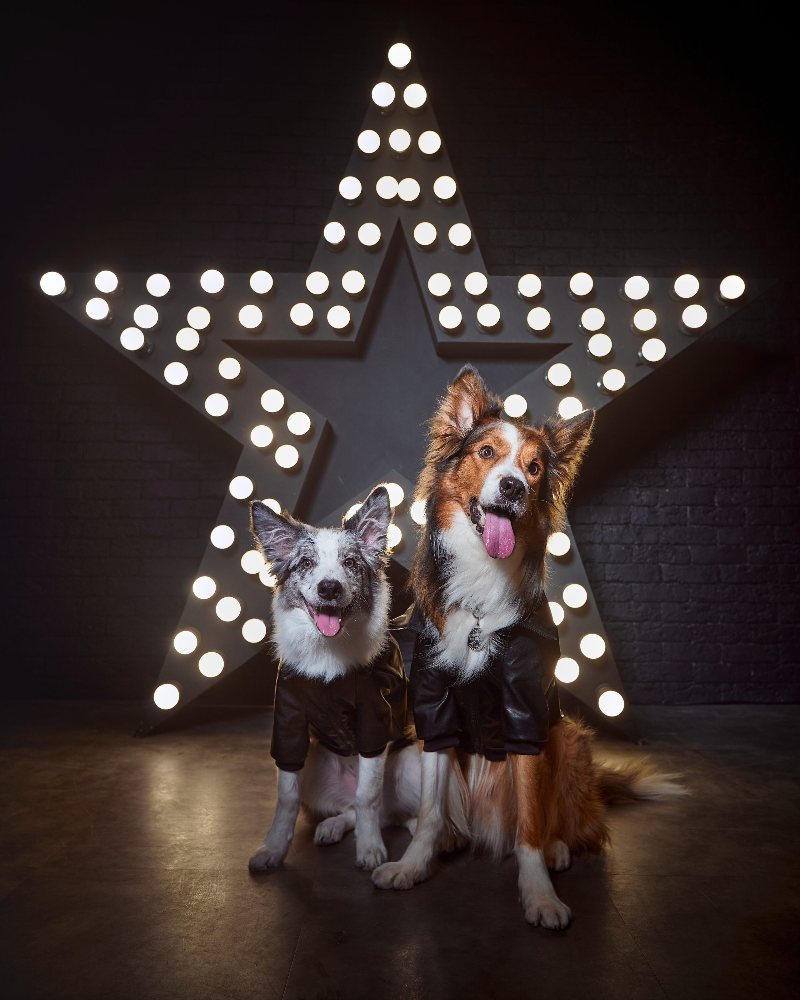 фотосессия собак в стиле рок-звезд, оригинальная фотосессия бордер-колли