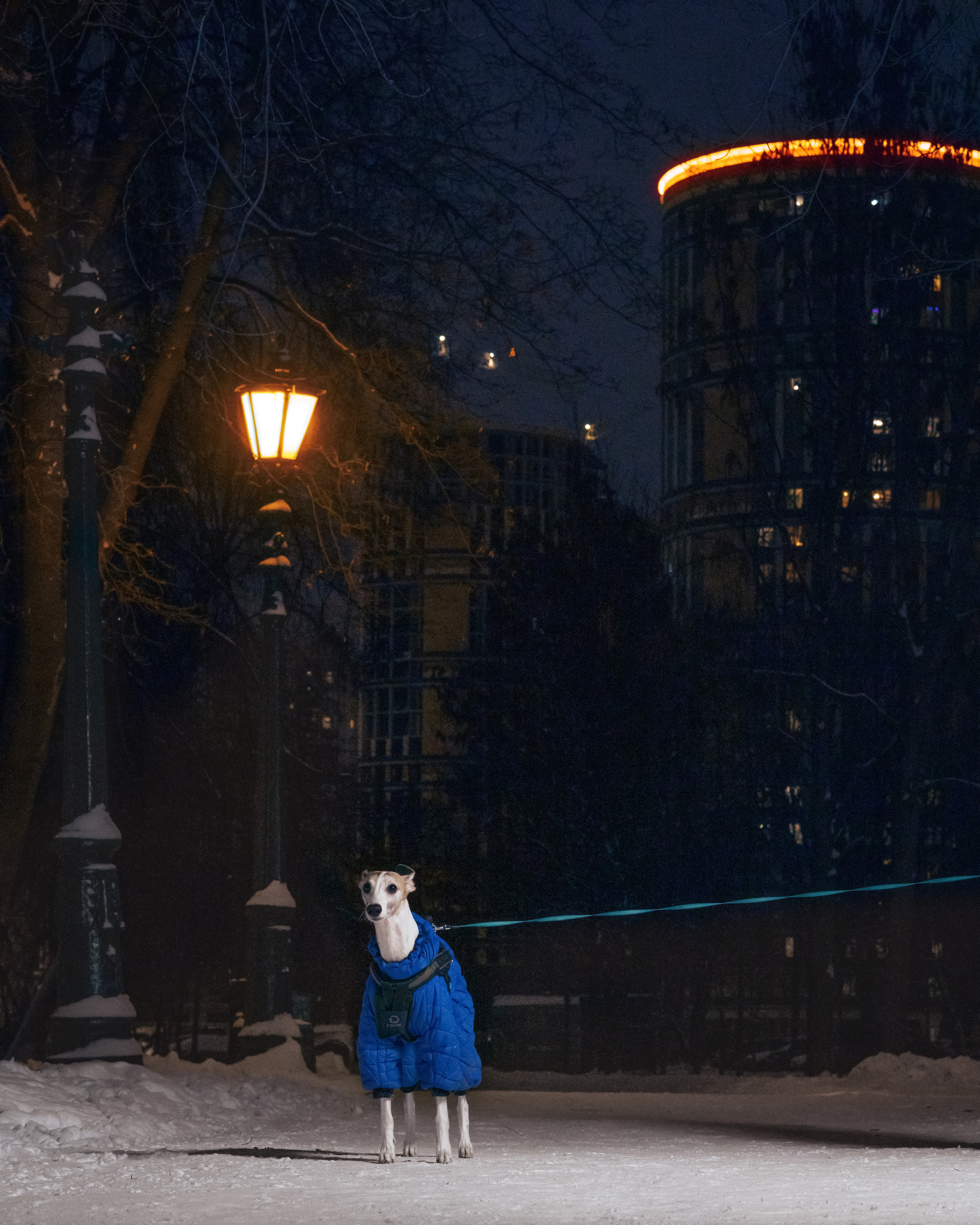 Анималистика. Выездные съемки. Фотограф людей и животных в Санкт-Петербурге Марина Бурмистрова