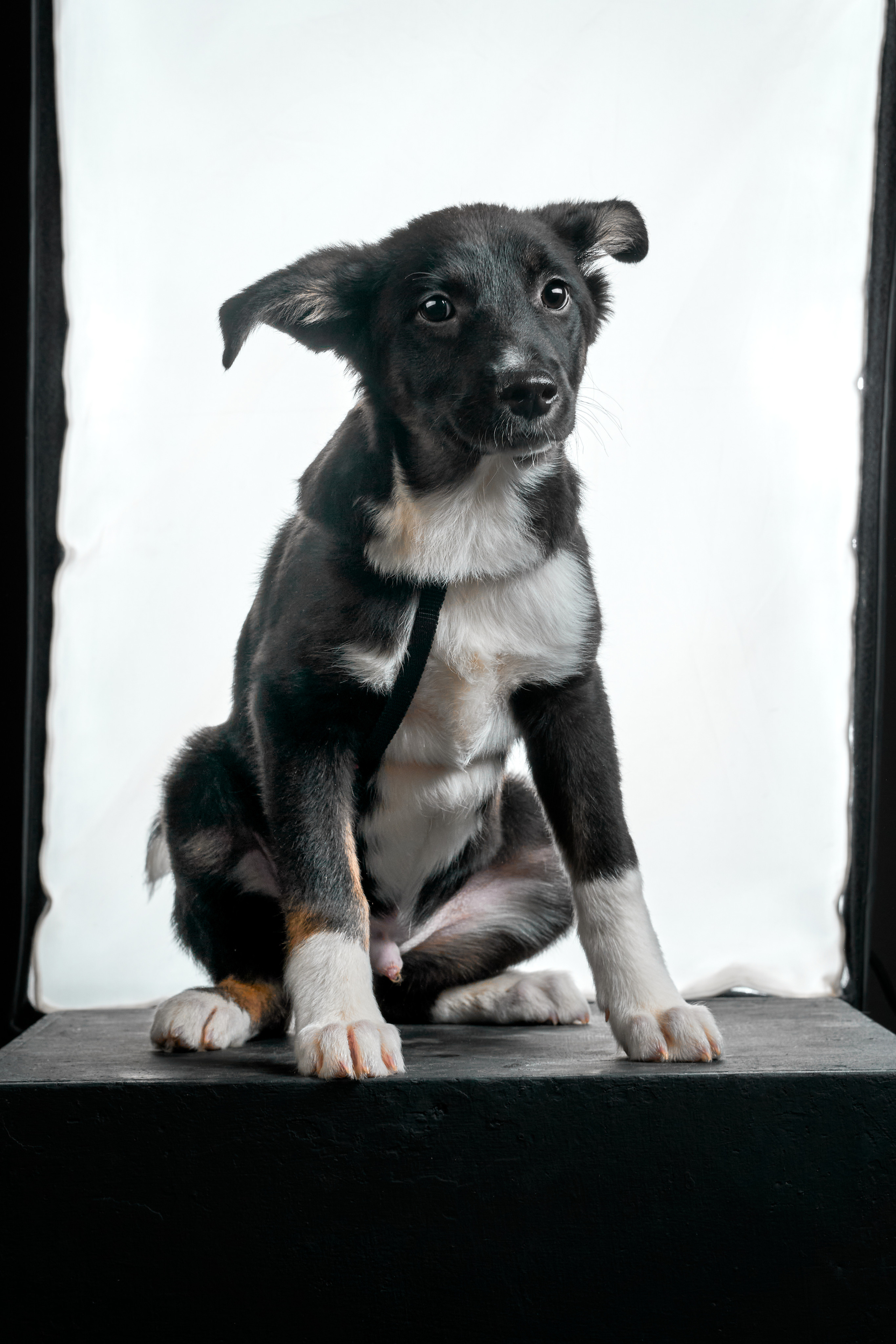 Анималистика. Студийные съемки. Фотограф людей и животных в Санкт-Петербурге Марина Бурмистрова