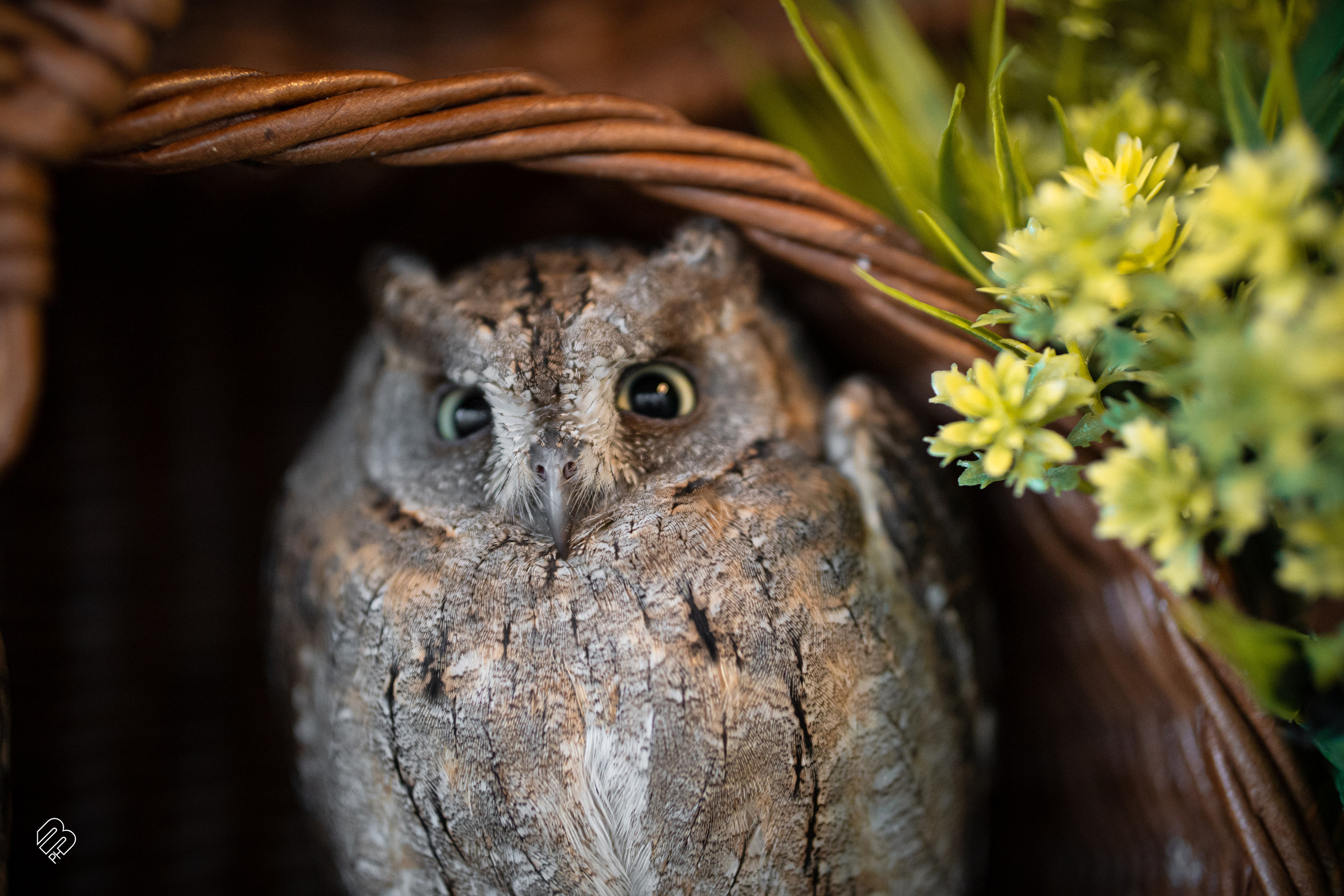 Фотосъемка животных в зоопарке. Фотограф людей и животных в Санкт-Петербурге Марина Бурмистрова