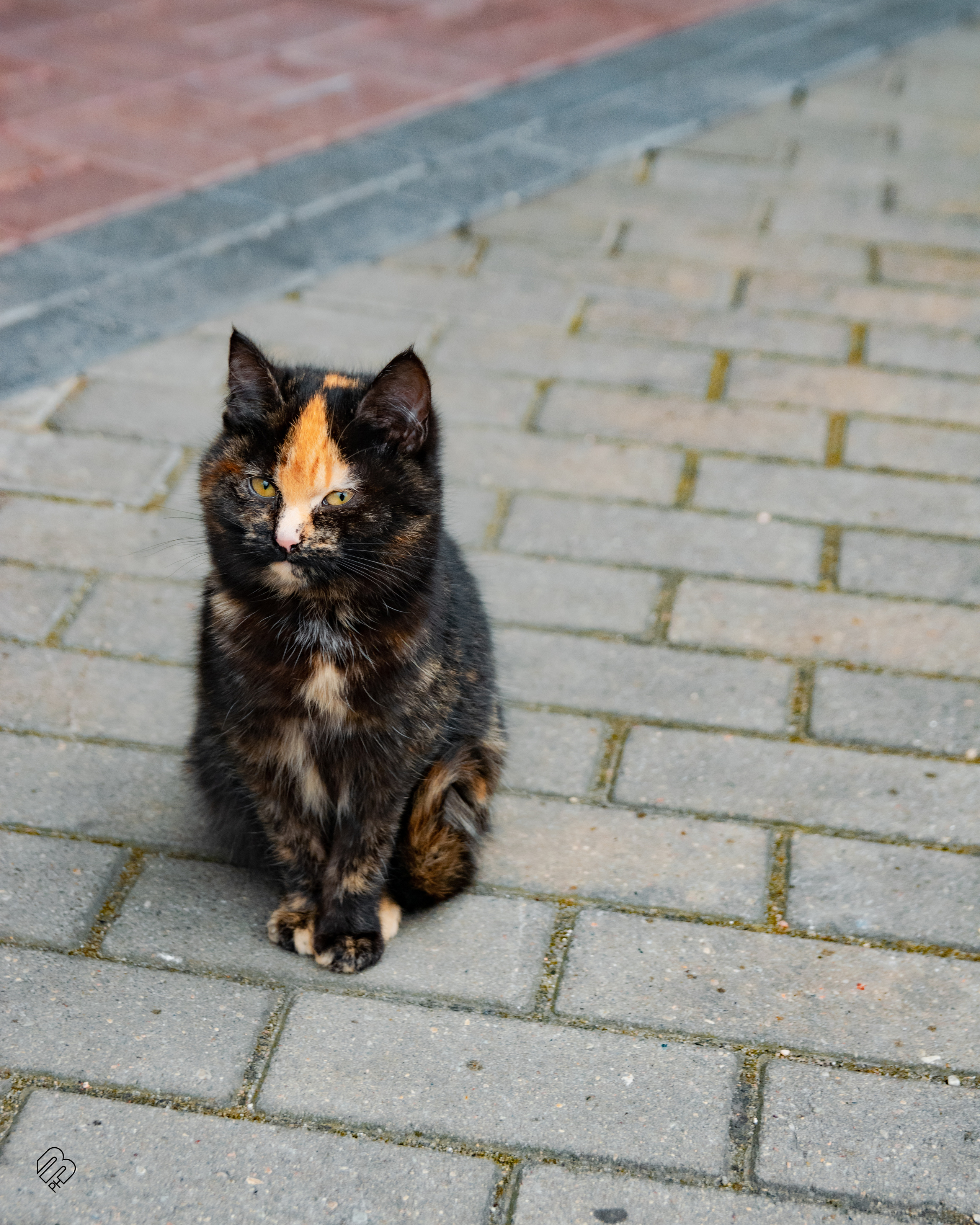 Поездка в Калининград. Фотограф людей и животных в Санкт-Петербурге Марина Бурмистрова