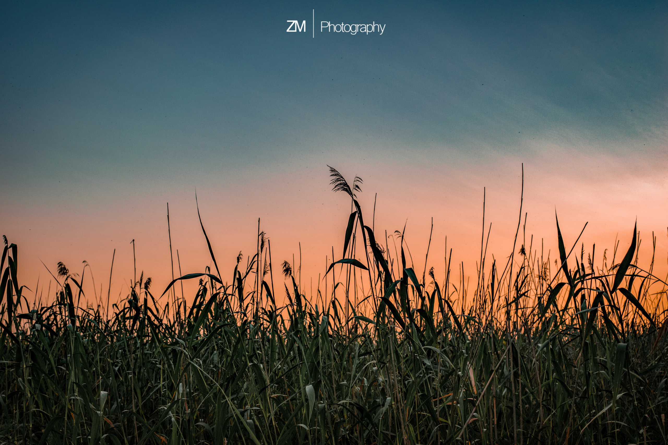Туманные поля. Фотограф людей и животных в Санкт-Петербурге Марина Бурмистрова