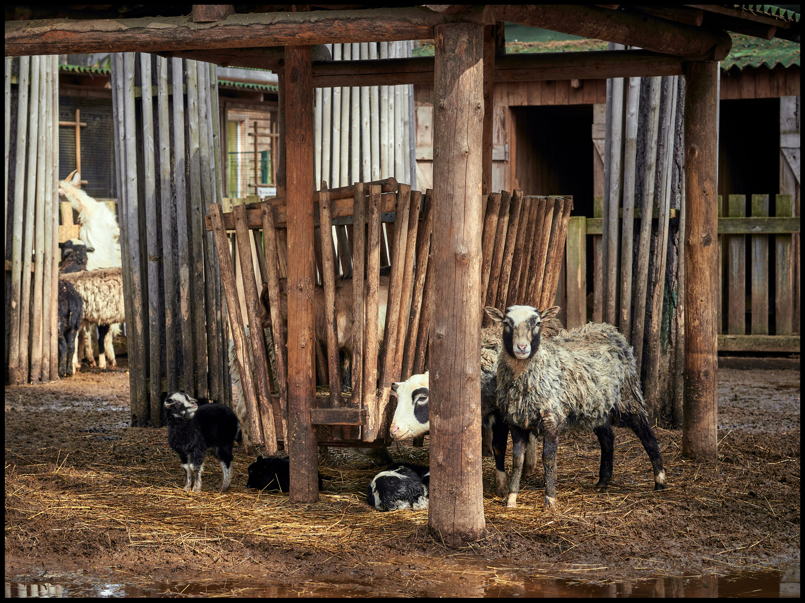 Фотосъемка животных в зоопарке. Фотограф людей и животных в Санкт-Петербурге Марина Бурмистрова