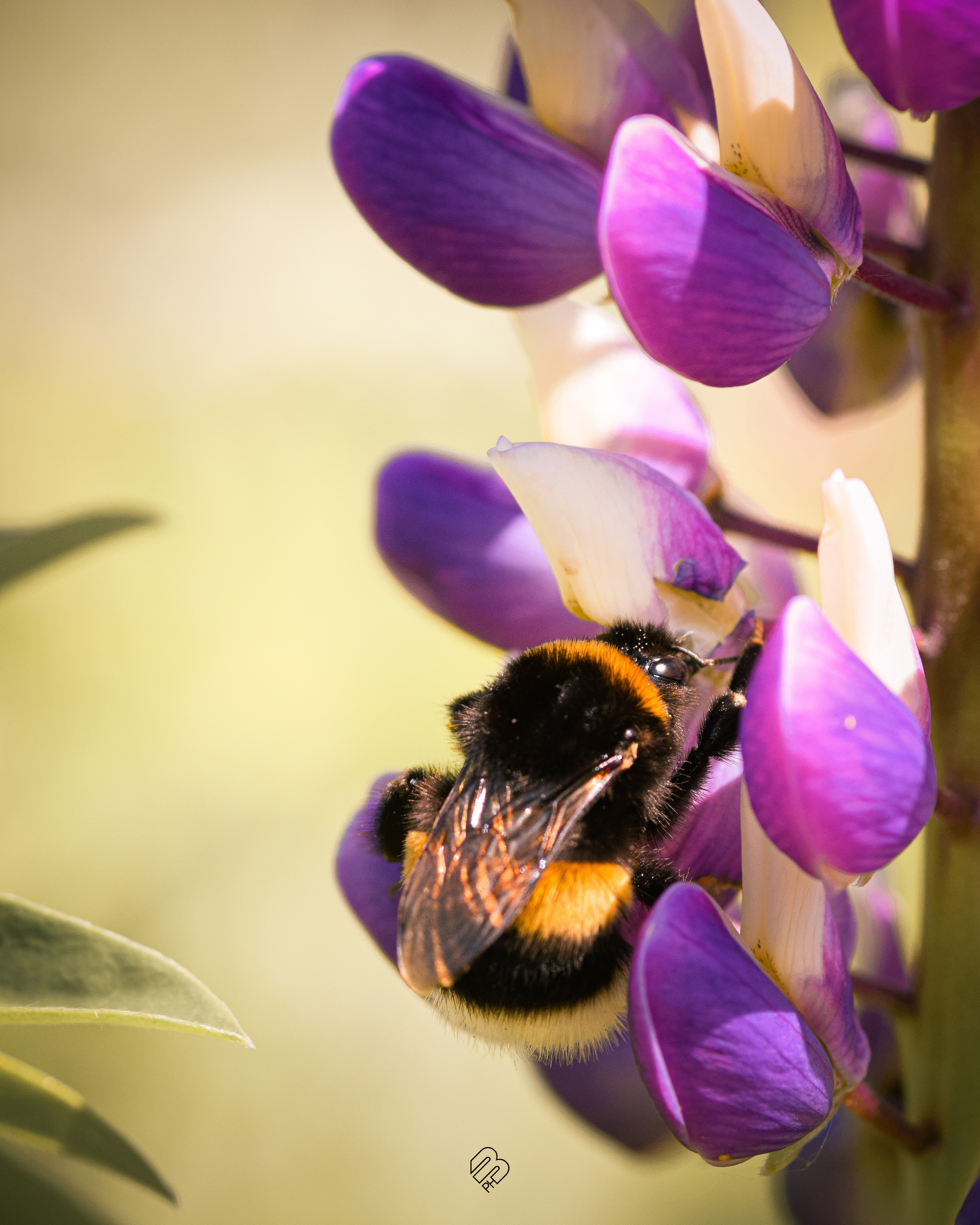Фотографии цветов. Фотограф людей и животных в Санкт-Петербурге Марина Бурмистрова