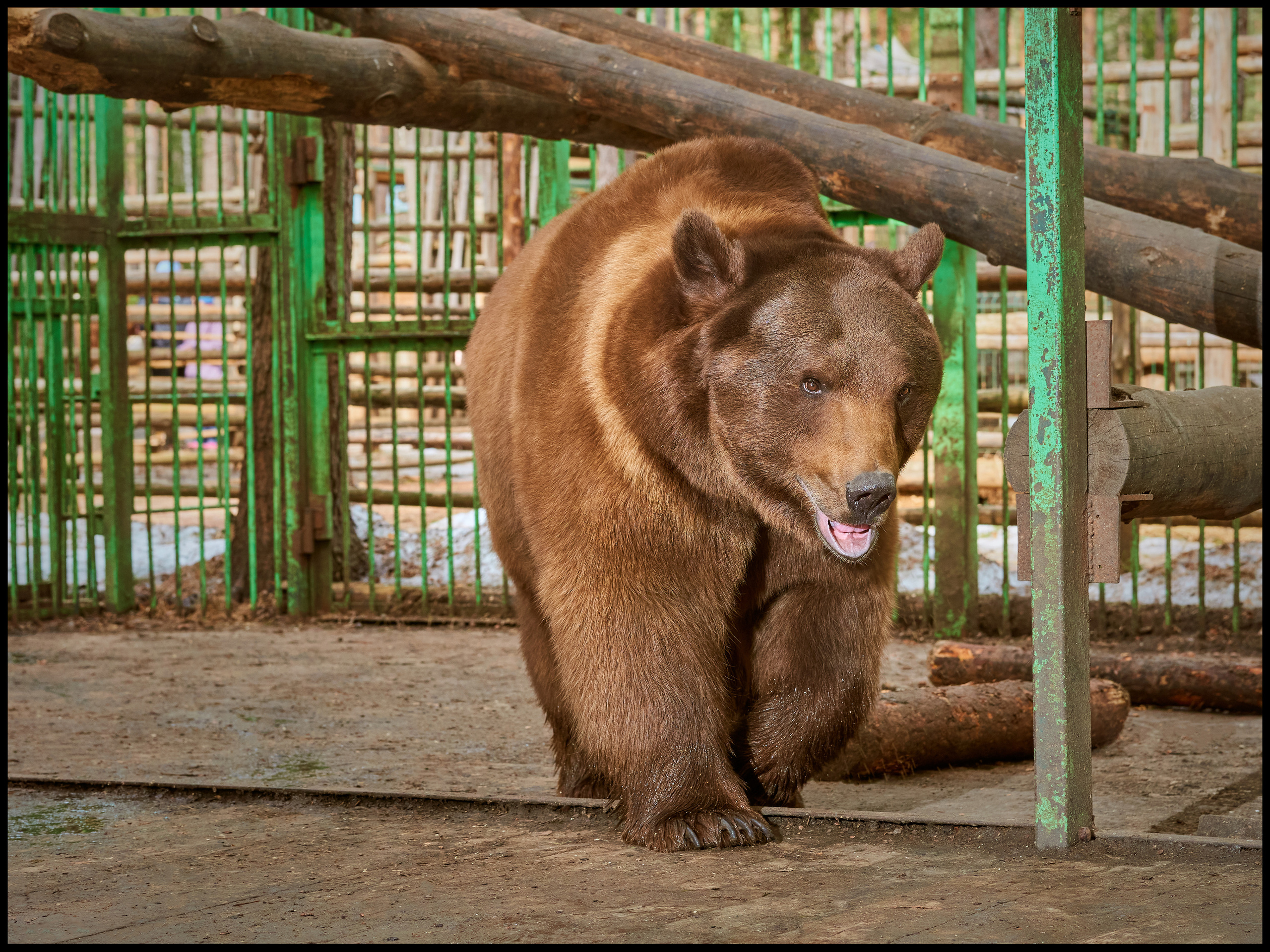 Фотосъемка животных в зоопарке. Фотограф людей и животных в Санкт-Петербурге Марина Бурмистрова