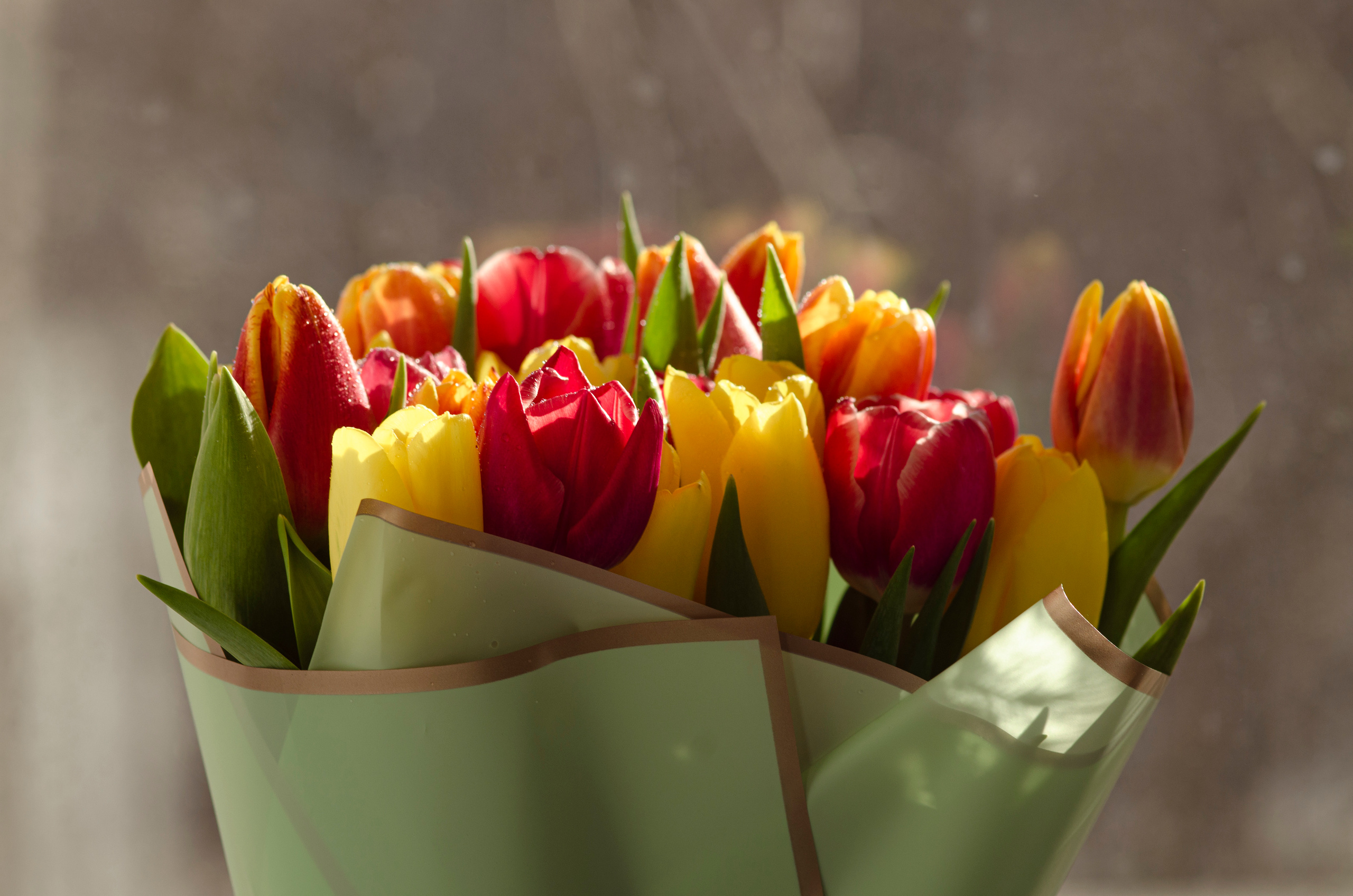 Фотографии цветов. Фотограф людей и животных в Санкт-Петербурге Марина Бурмистрова