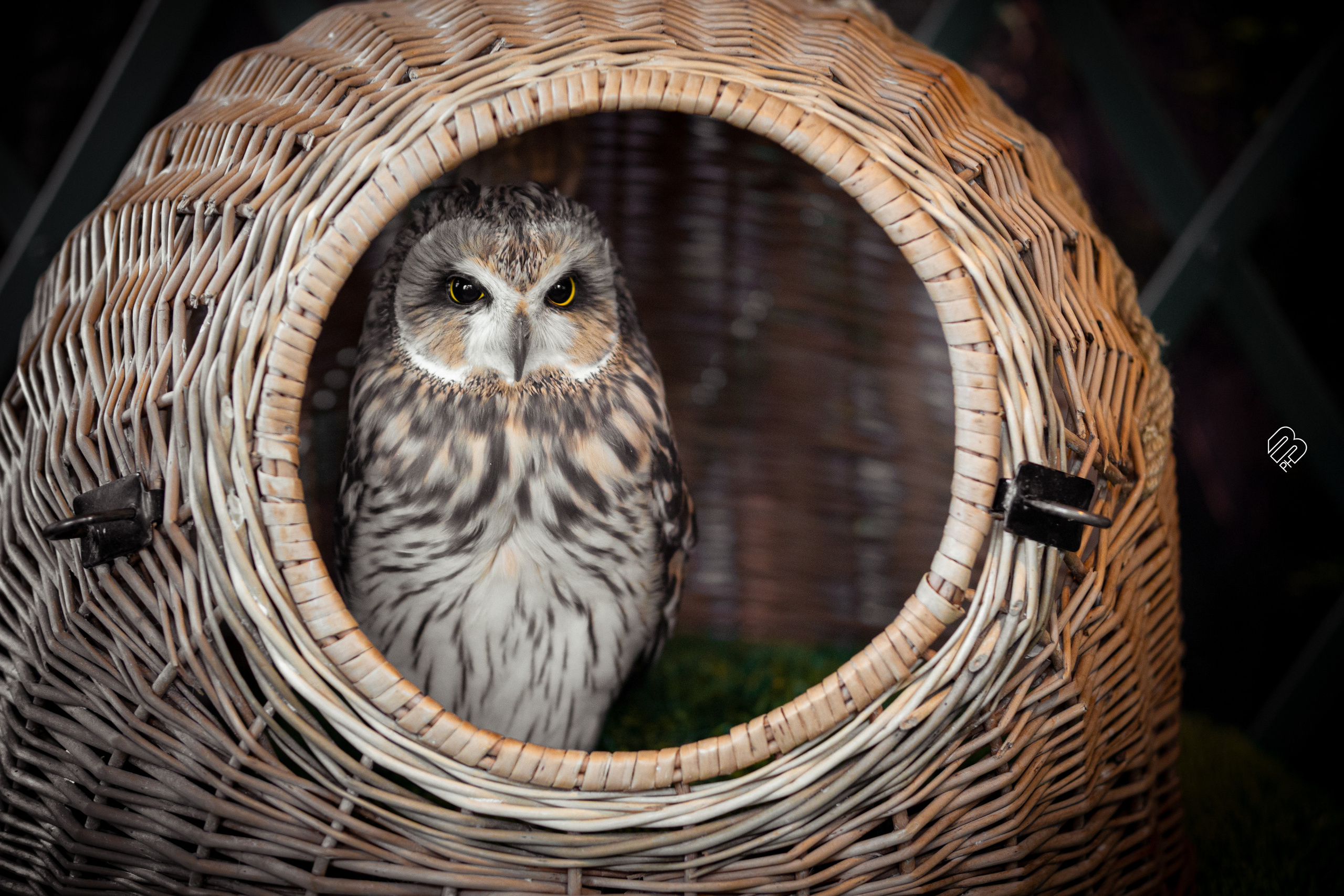Фотосъемка животных в зоопарке. Фотограф людей и животных в Санкт-Петербурге Марина Бурмистрова
