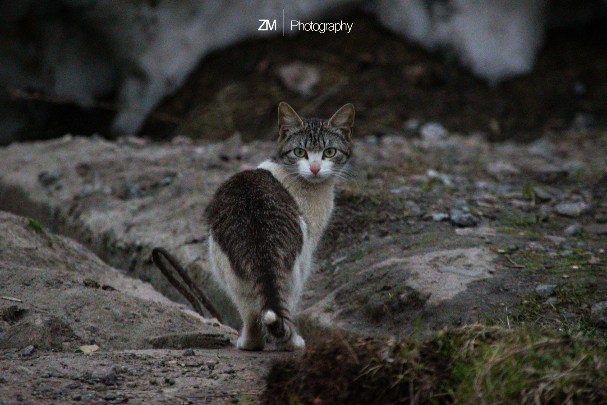 Фотоистории кошачьих. Фотограф людей и животных в Санкт-Петербурге Марина Бурмистрова