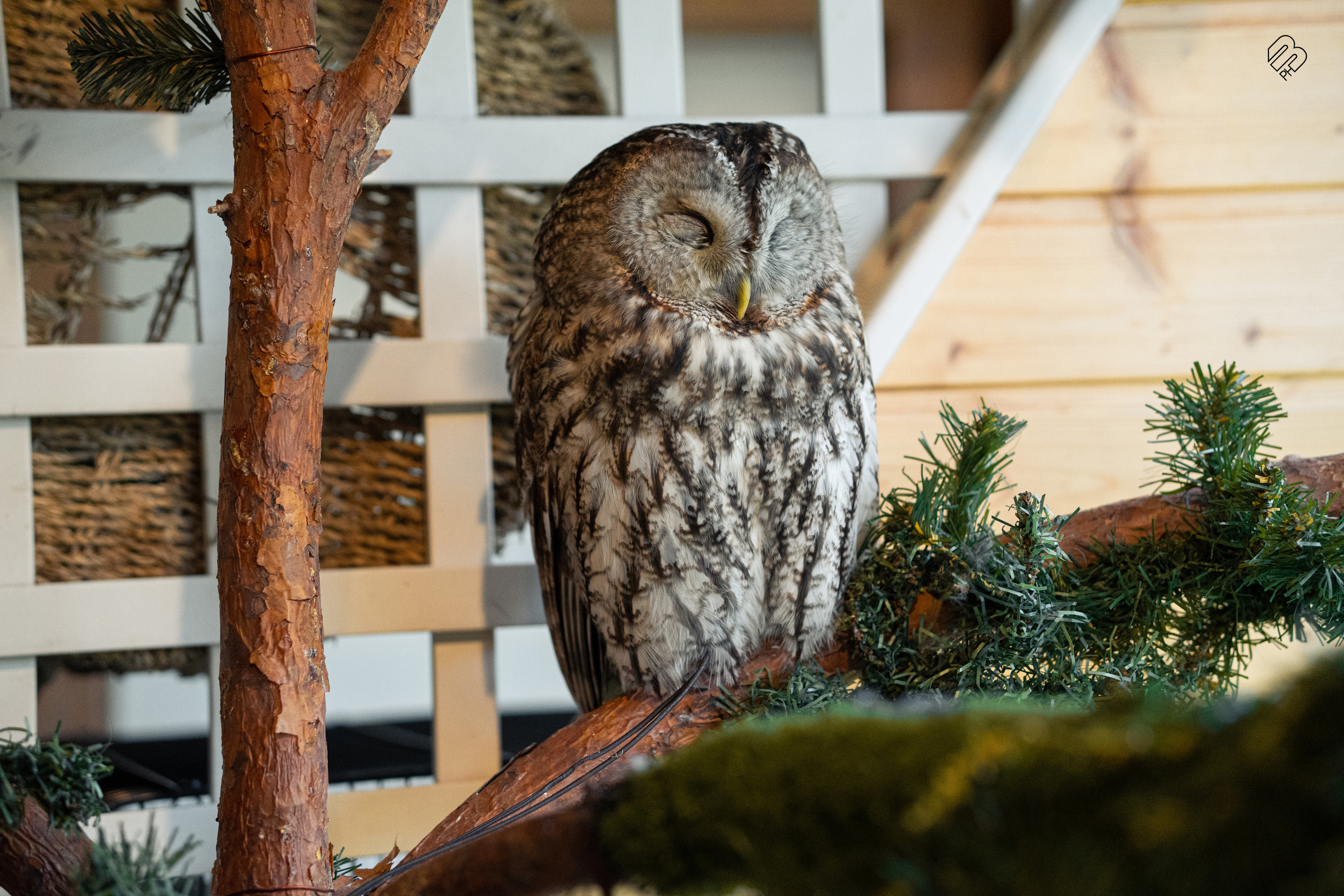 Фотосъемка животных в зоопарке. Фотограф людей и животных в Санкт-Петербурге Марина Бурмистрова