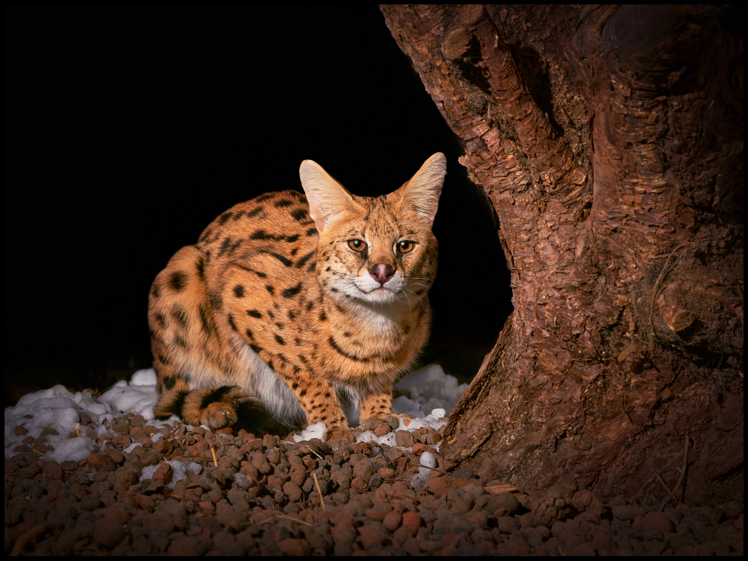 Фотосъемка животных в зоопарке. Фотограф людей и животных в Санкт-Петербурге Марина Бурмистрова