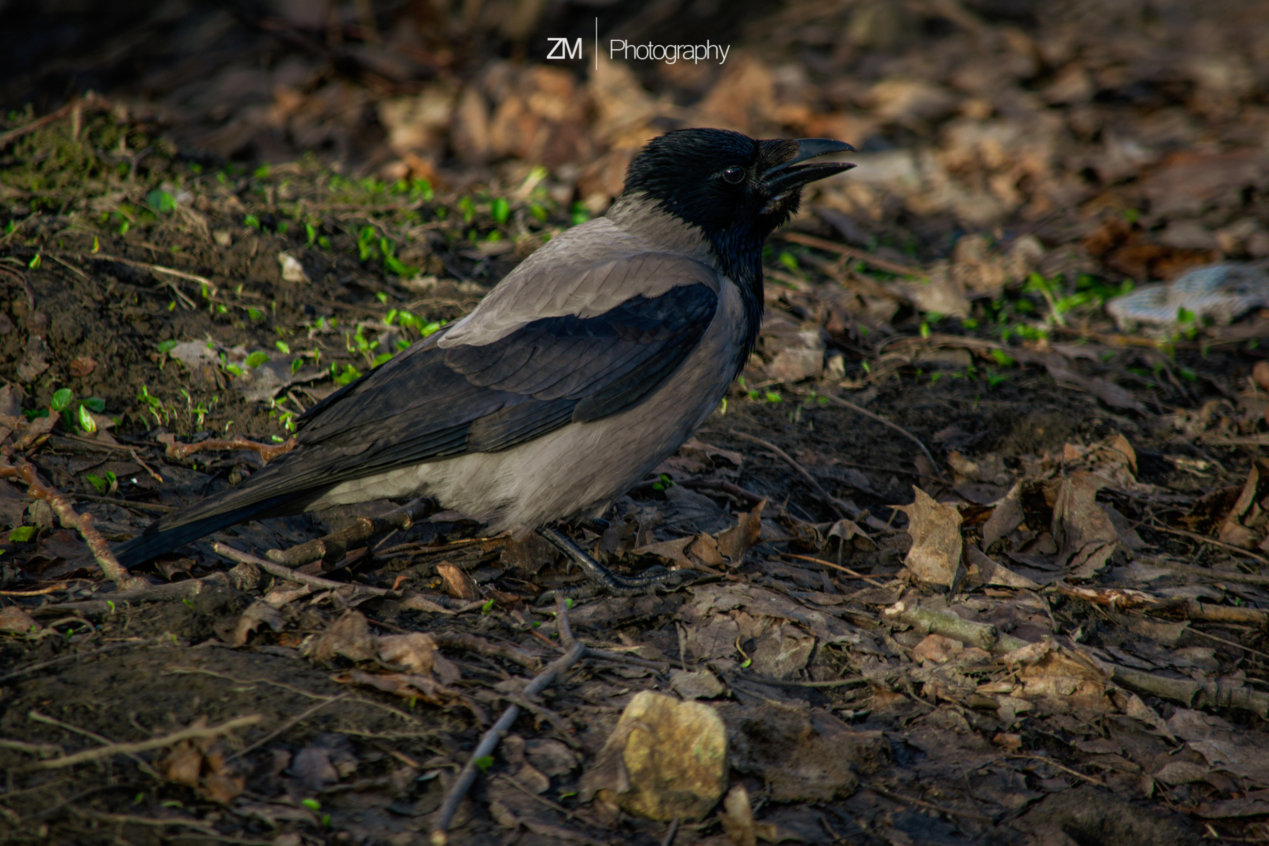 Весна 2019. Фотограф людей и животных в Санкт-Петербурге Марина Бурмистрова