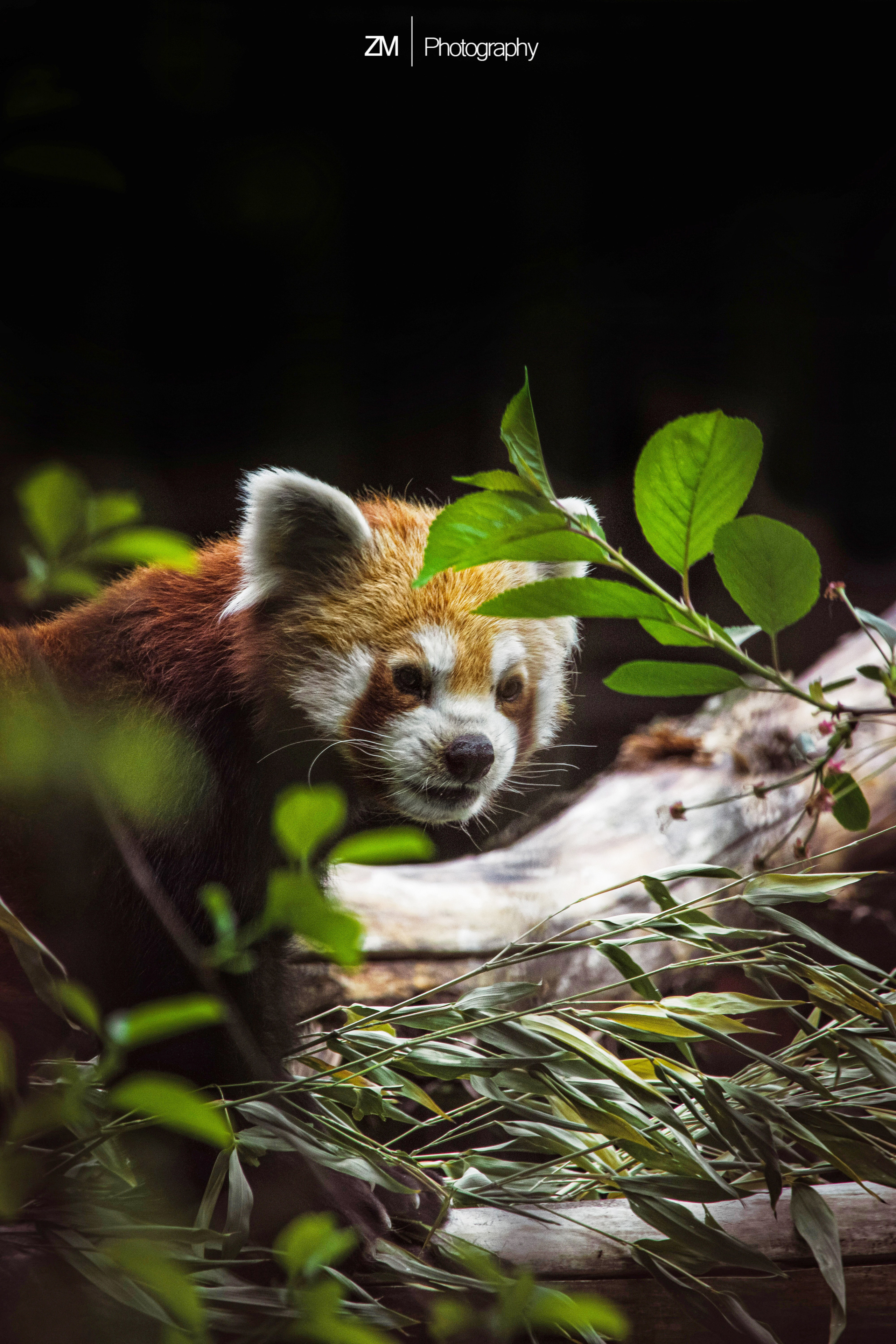Фотосъемка животных в зоопарке. Фотограф людей и животных в Санкт-Петербурге Марина Бурмистрова