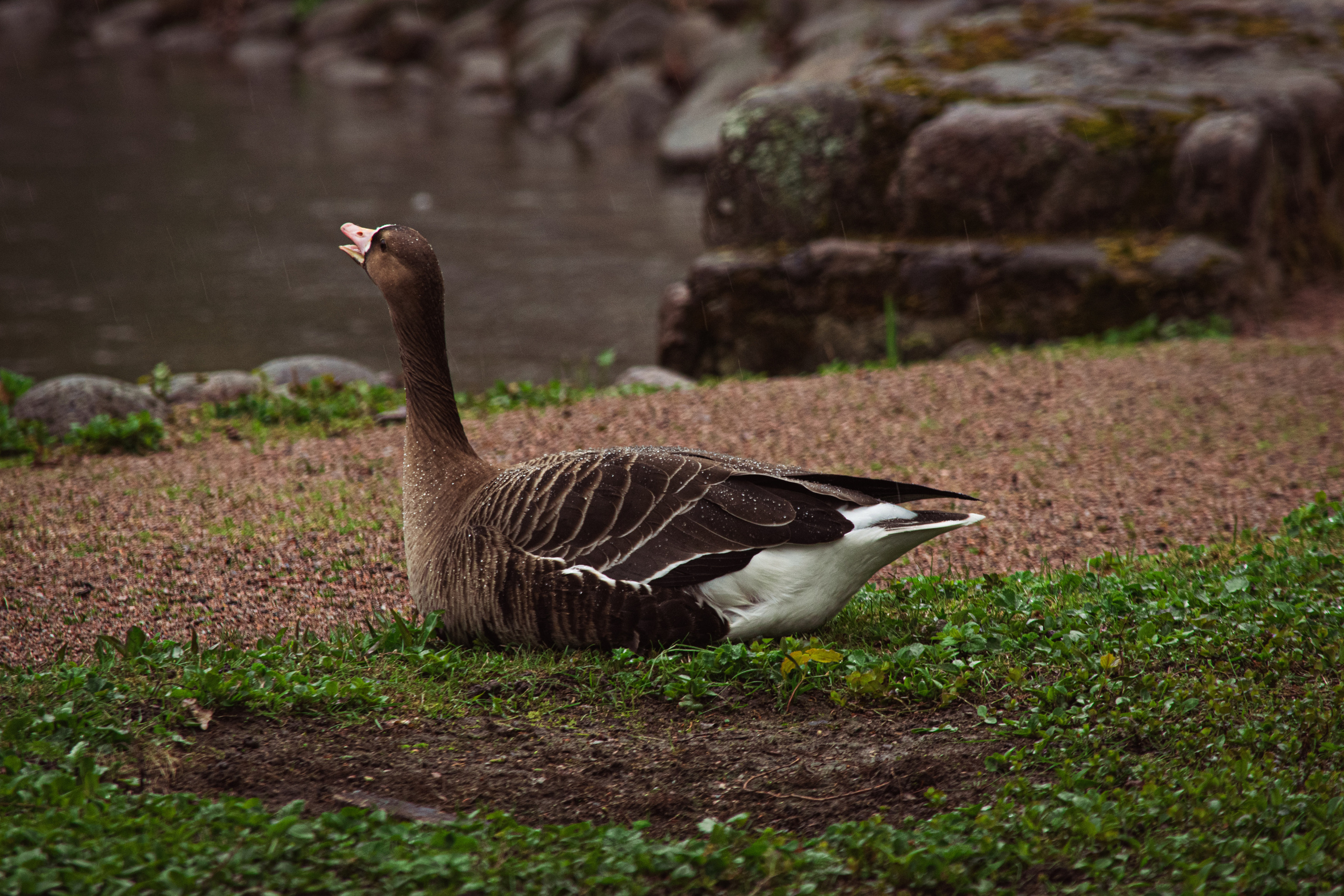 Весна 2019. Фотограф людей и животных в Санкт-Петербурге Марина Бурмистрова