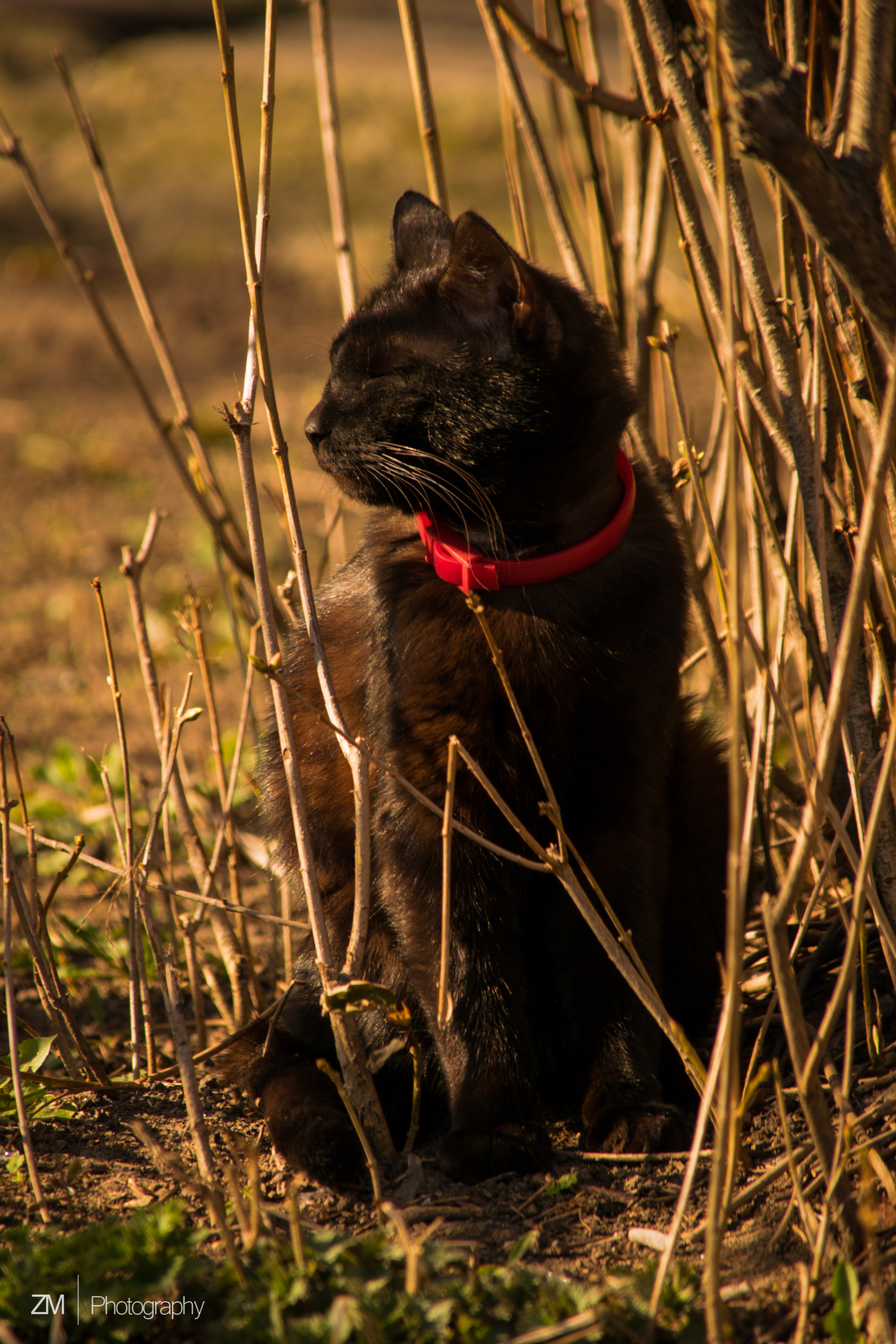 Весна 2019. Фотограф людей и животных в Санкт-Петербурге Марина Бурмистрова