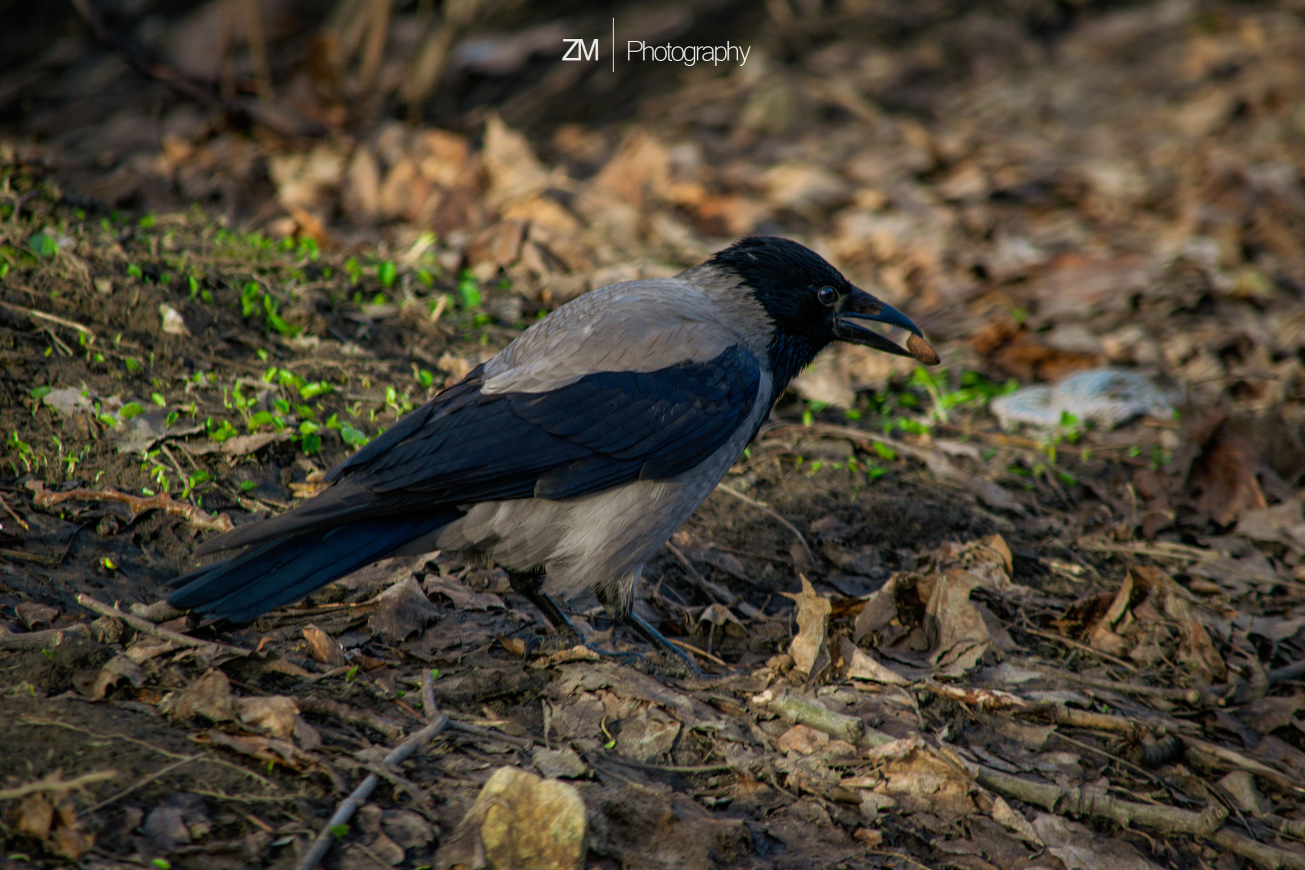 Весна 2019. Фотограф людей и животных в Санкт-Петербурге Марина Бурмистрова
