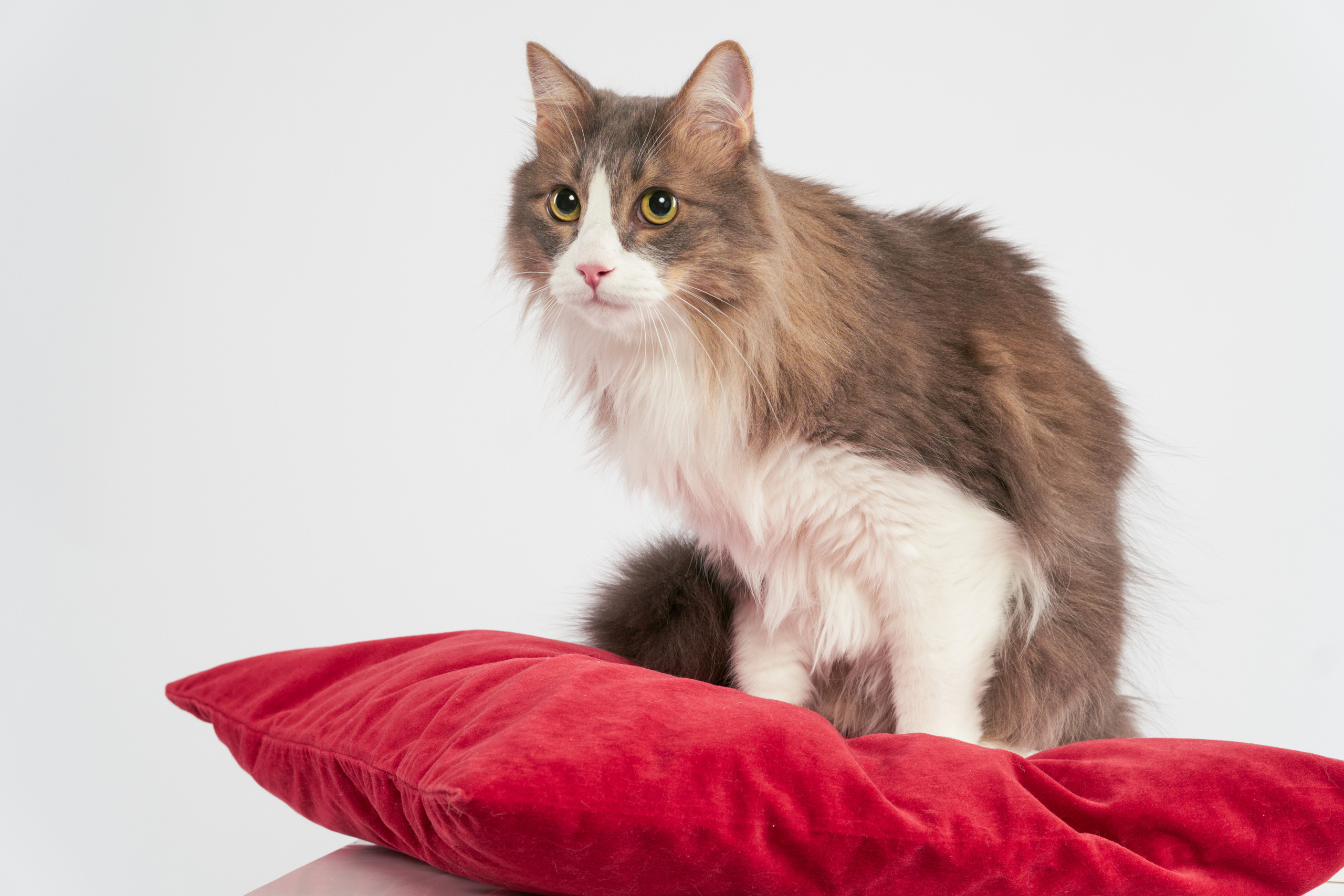 Анималистика. Студийные съемки. Фотограф людей и животных в Санкт-Петербурге Марина Бурмистрова