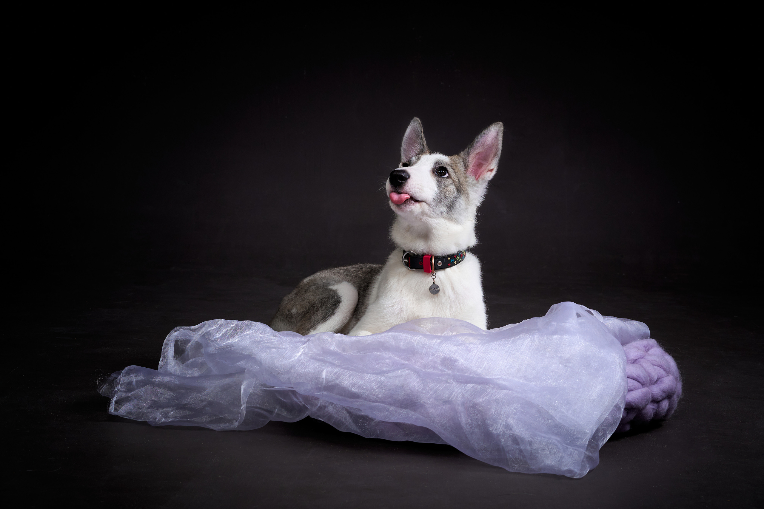 Анималистика. Студийные съемки. Фотограф людей и животных в Санкт-Петербурге Марина Бурмистрова