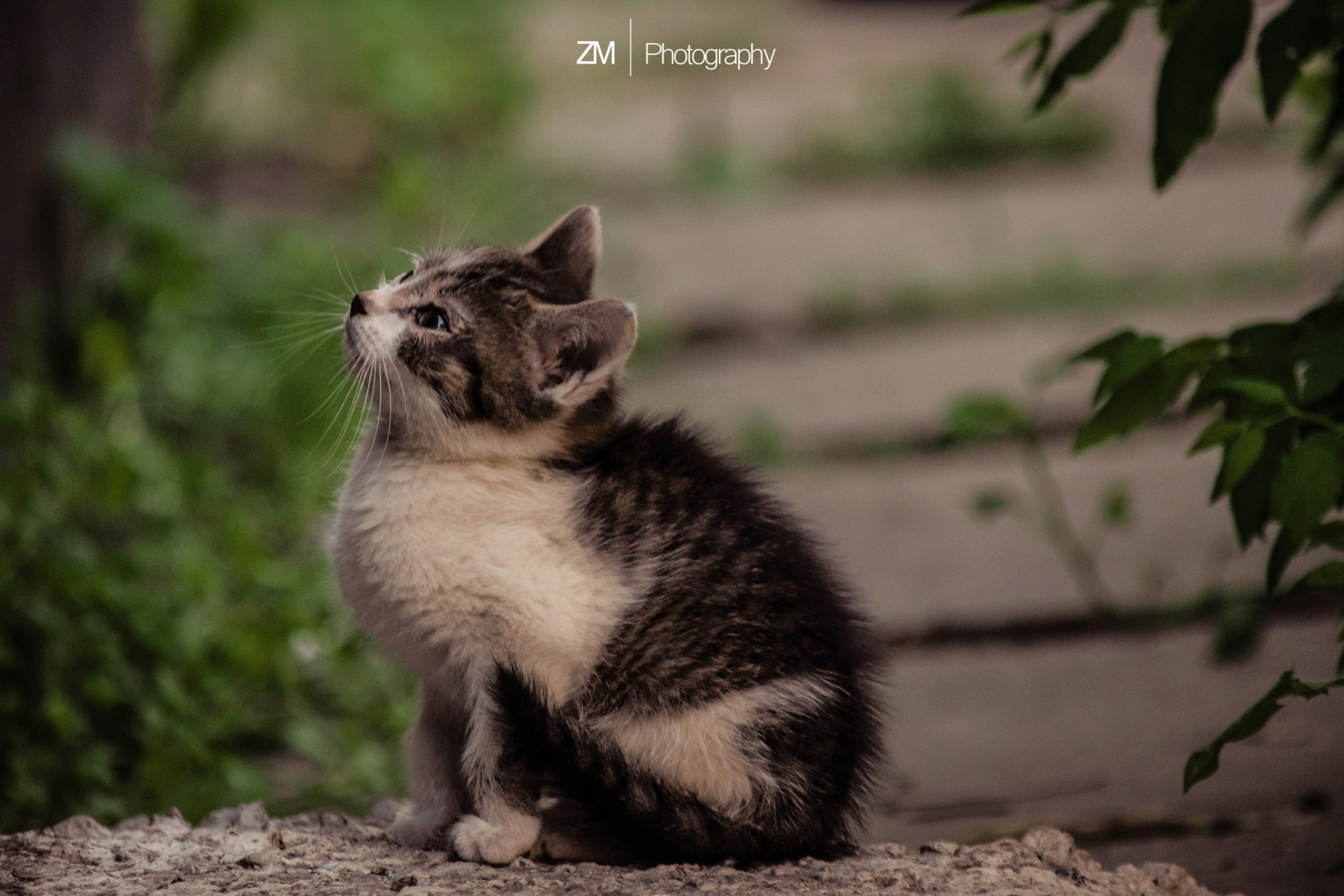 Фотоистории кошачьих. Фотограф людей и животных в Санкт-Петербурге Марина Бурмистрова