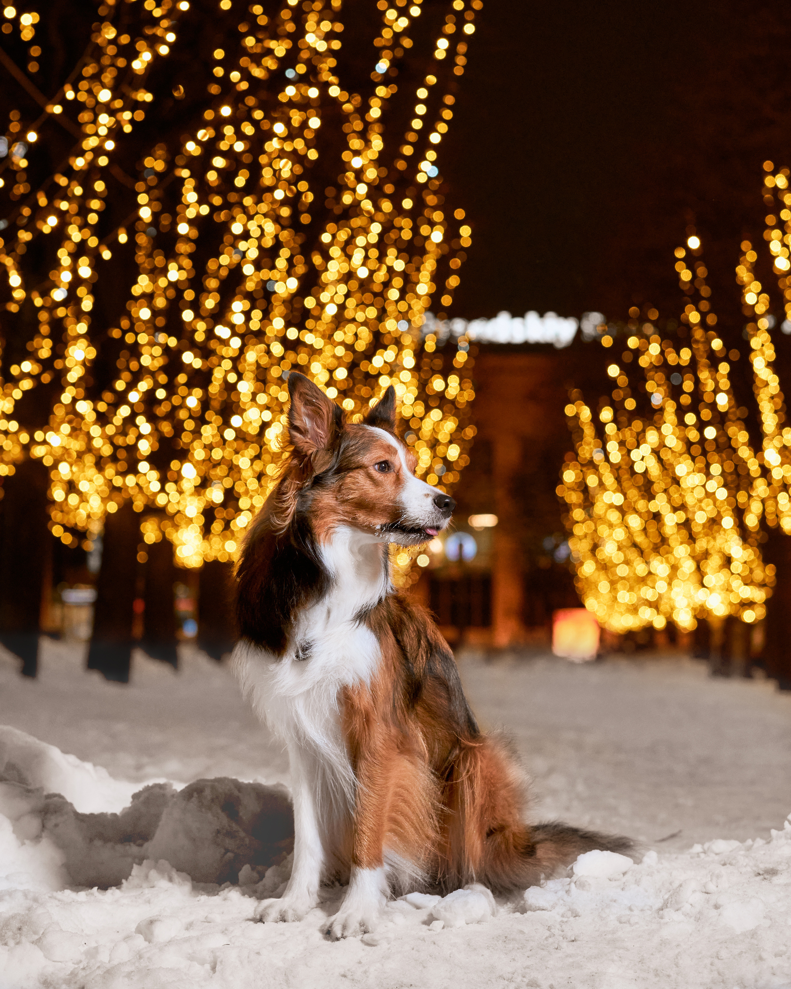 зимняя ночная фотосессия собаки с гирляндами в снегу, стробизм, strobist, бордер-колли
