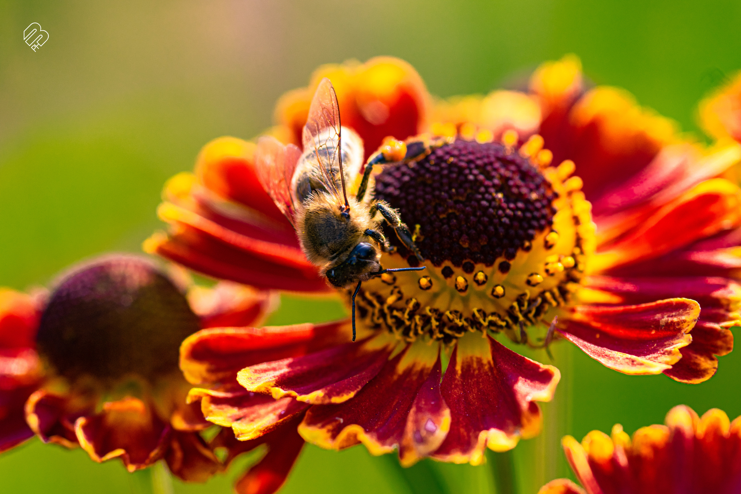 Фотографии цветов. Фотограф людей и животных в Санкт-Петербурге Марина Бурмистрова