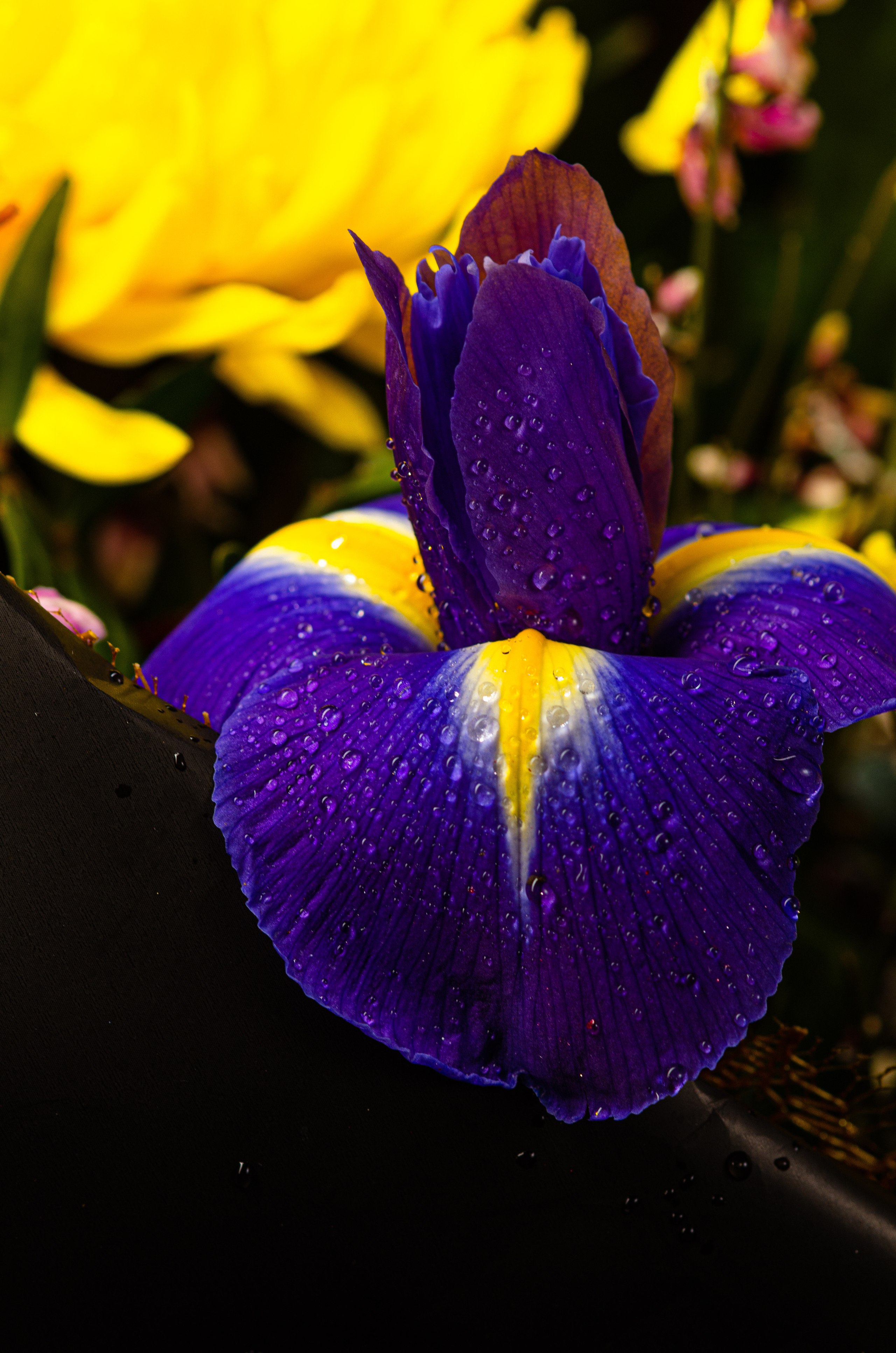 Фотографии цветов. Фотограф людей и животных в Санкт-Петербурге Марина Бурмистрова