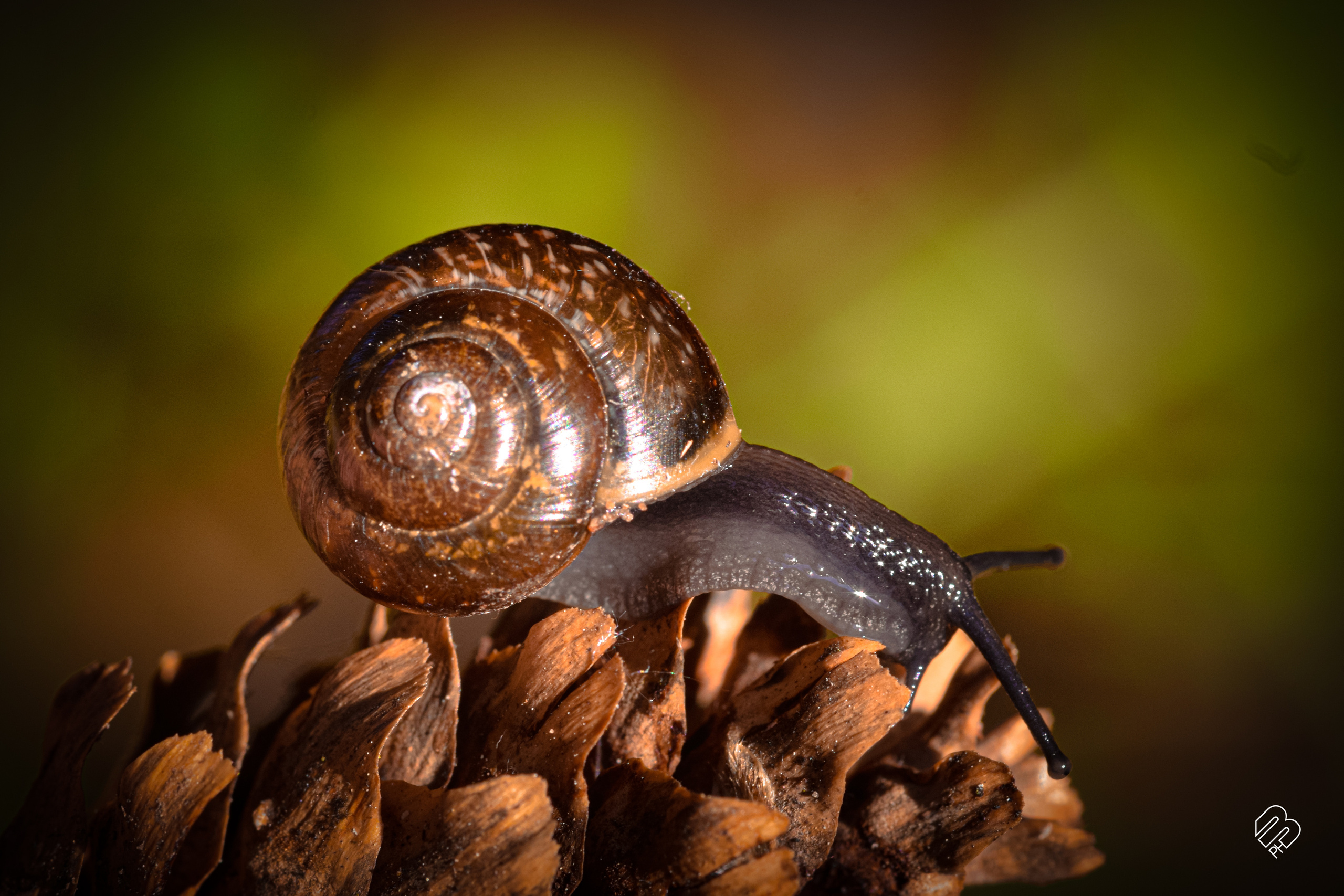 Фотографии цветов. Фотограф людей и животных в Санкт-Петербурге Марина Бурмистрова