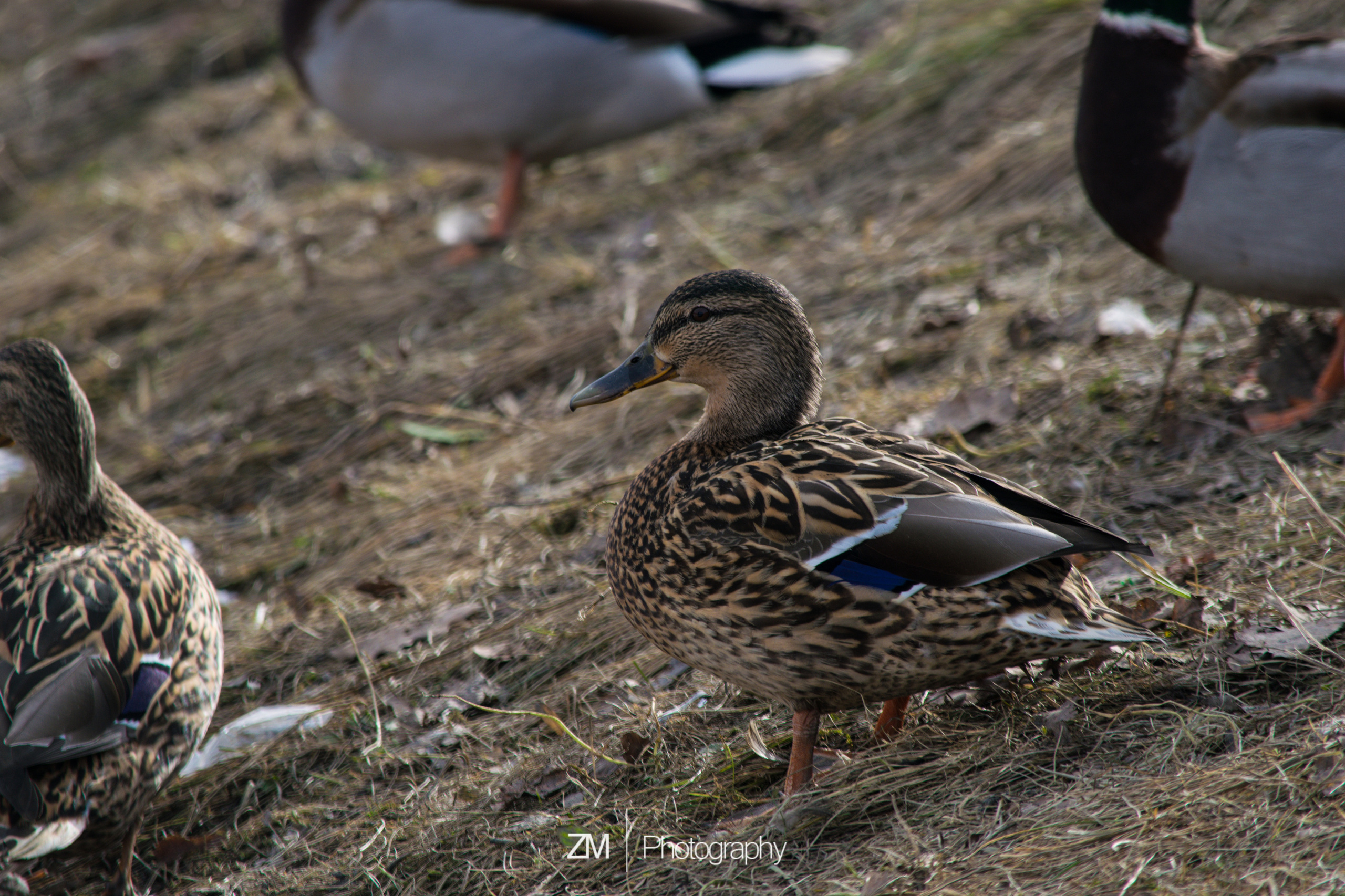 Весна 2019. Фотограф людей и животных в Санкт-Петербурге Марина Бурмистрова