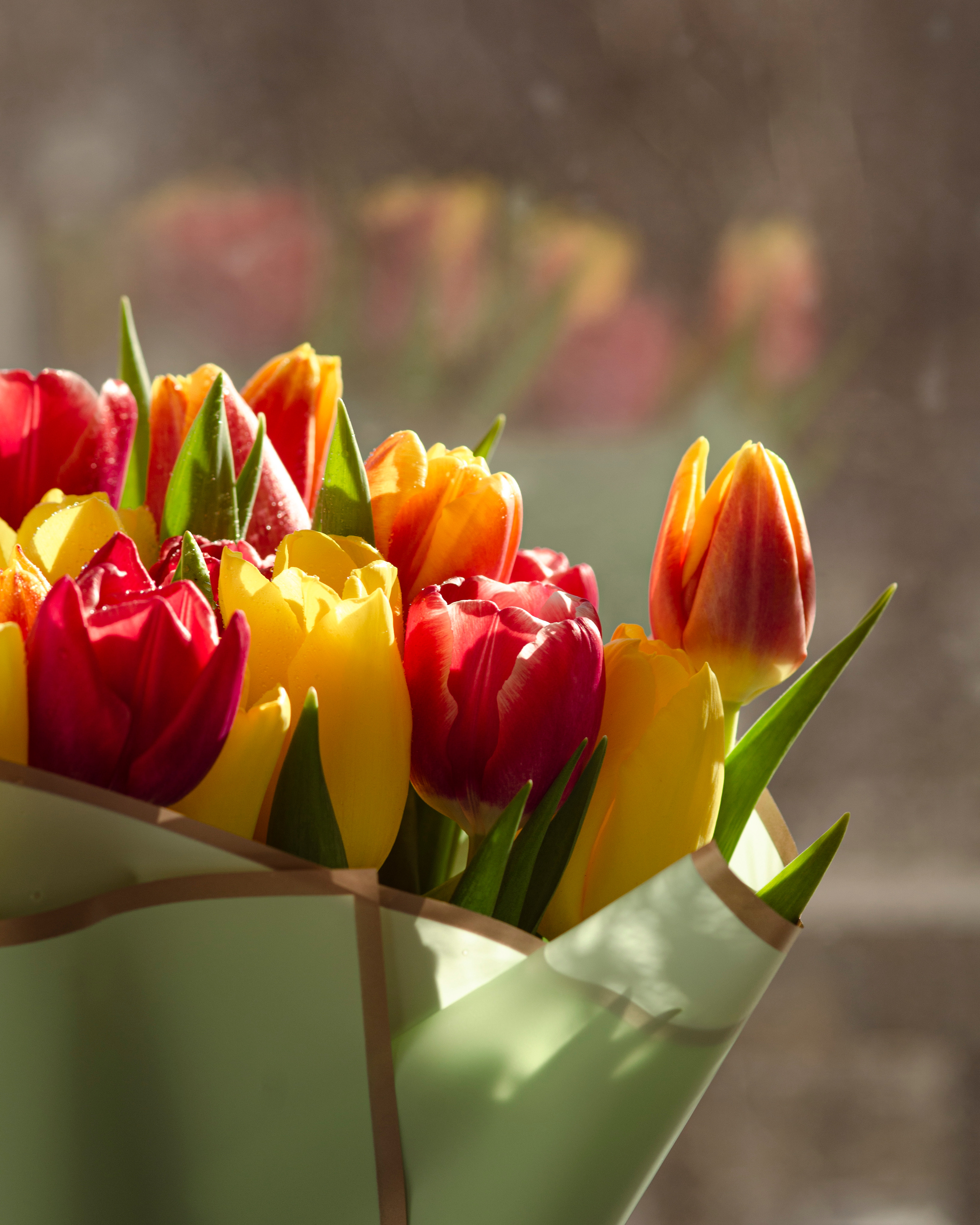 Фотографии цветов. Фотограф людей и животных в Санкт-Петербурге Марина Бурмистрова