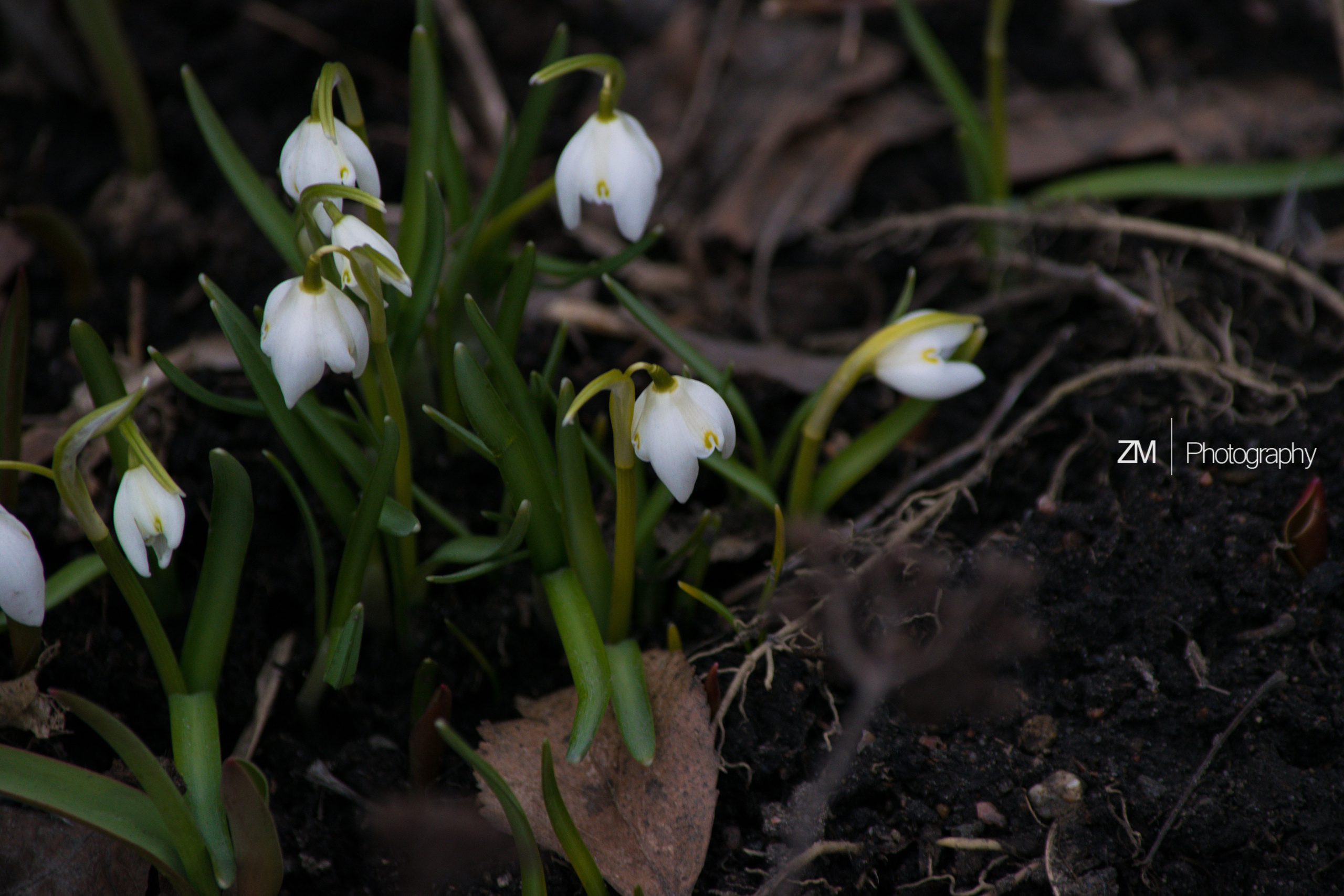 Весна 2019. Фотограф людей и животных в Санкт-Петербурге Марина Бурмистрова