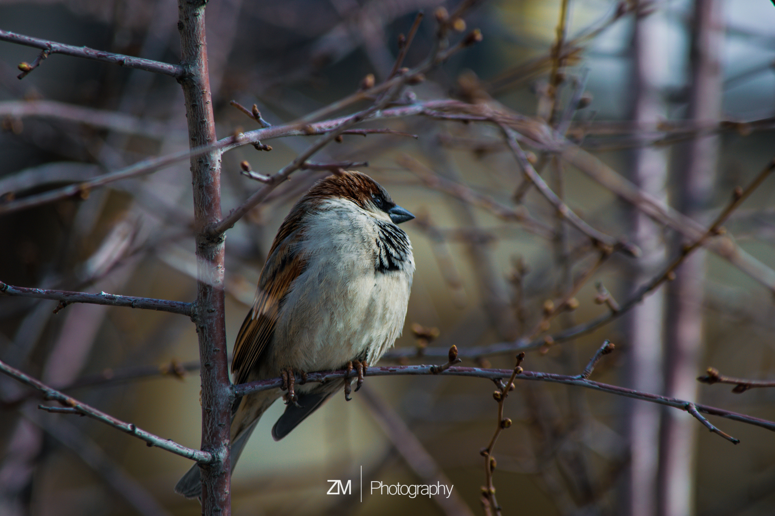 Весна 2019. Фотограф людей и животных в Санкт-Петербурге Марина Бурмистрова