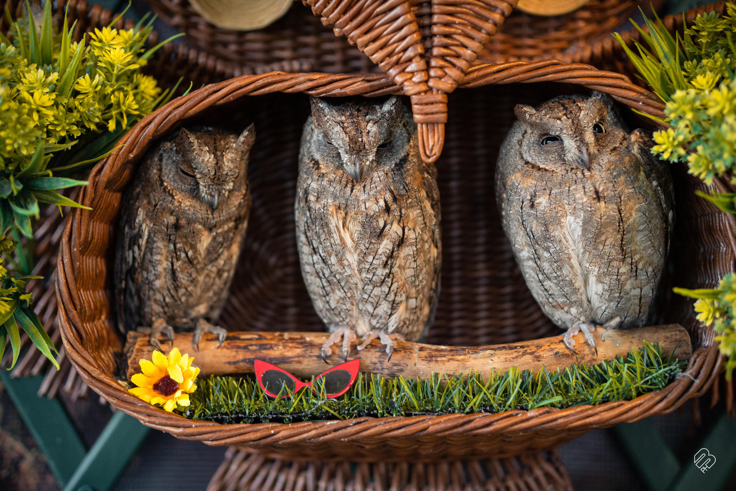 Фотосъемка животных в зоопарке. Фотограф людей и животных в Санкт-Петербурге Марина Бурмистрова