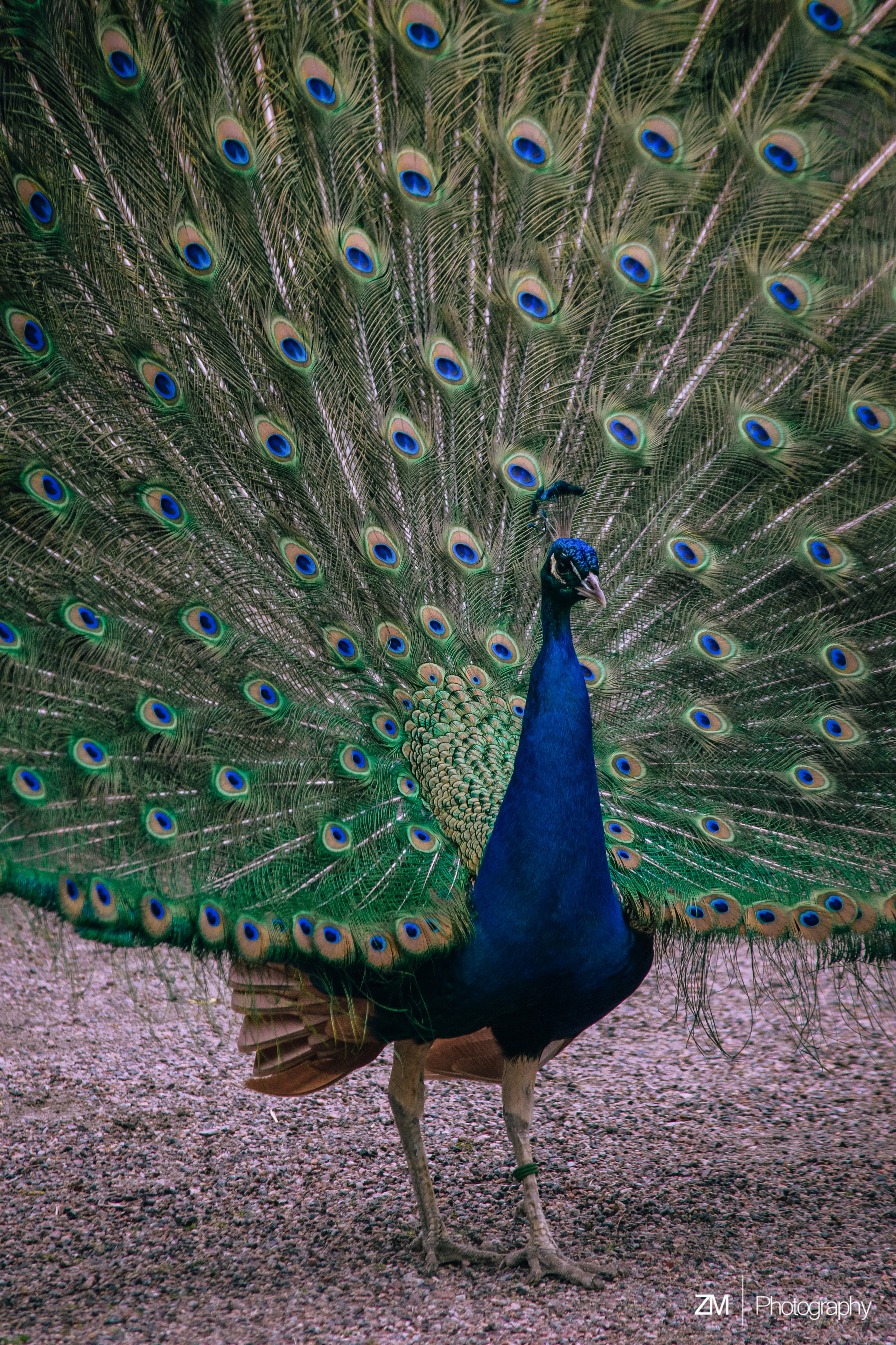 Фотосъемка животных в зоопарке. Фотограф людей и животных в Санкт-Петербурге Марина Бурмистрова