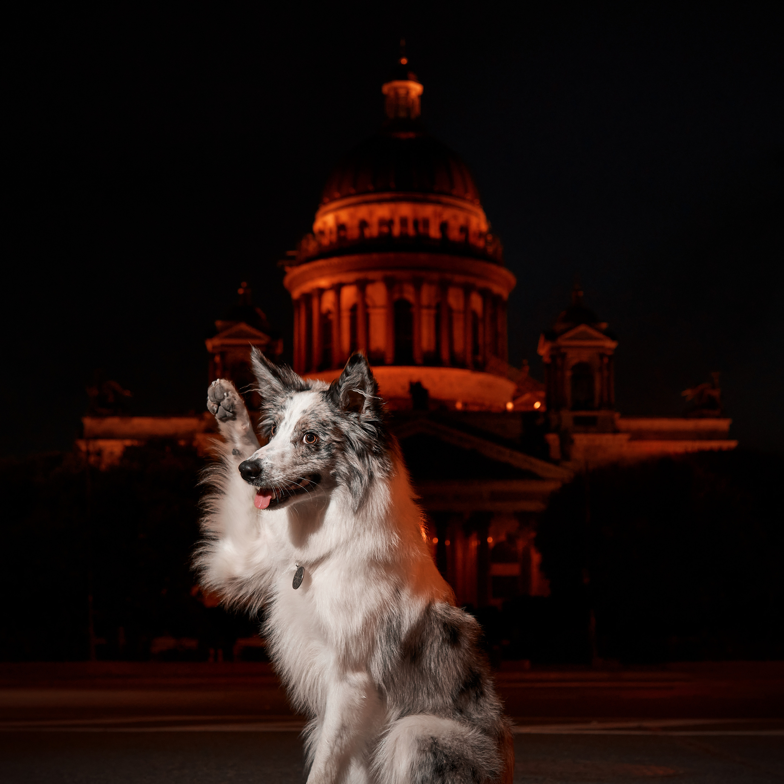 Анималистика. Выездные съемки. Фотограф людей и животных в Санкт-Петербурге Марина Бурмистрова