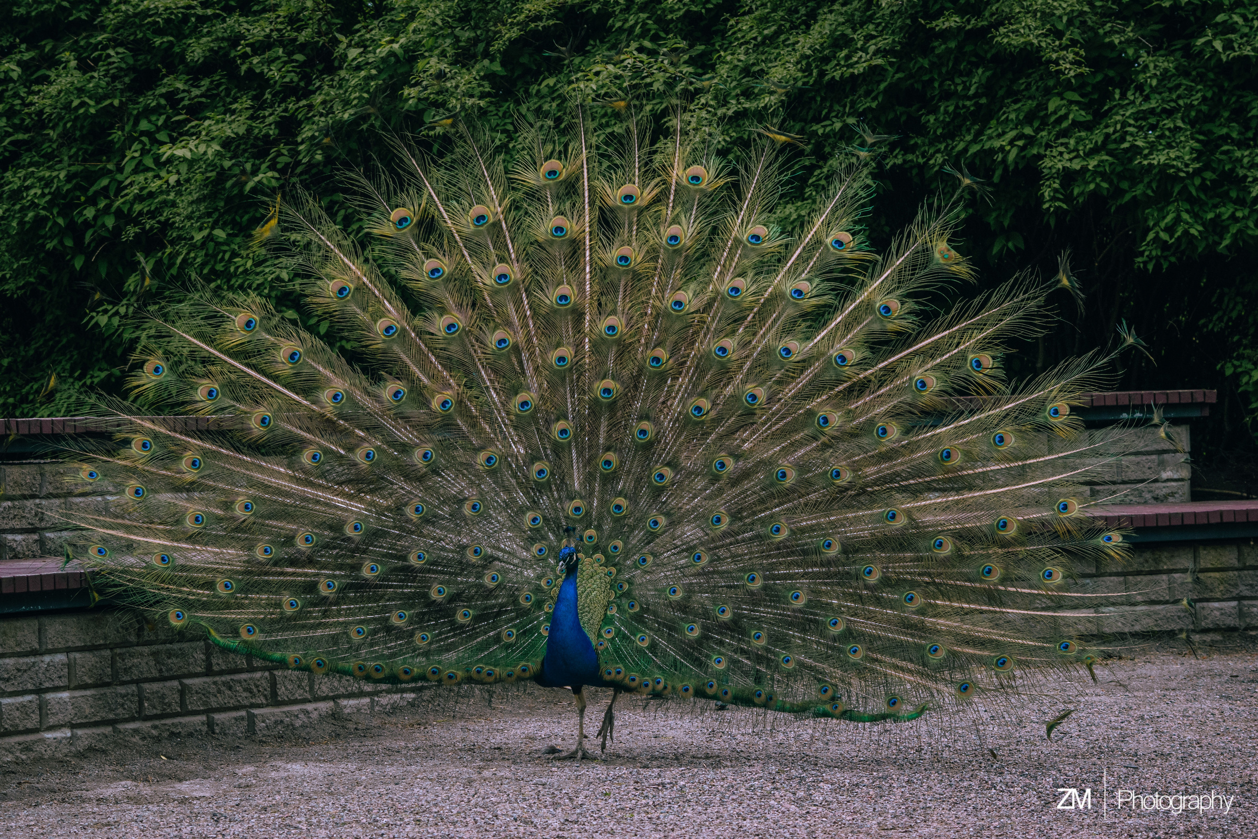 Фотосъемка животных в зоопарке. Фотограф людей и животных в Санкт-Петербурге Марина Бурмистрова