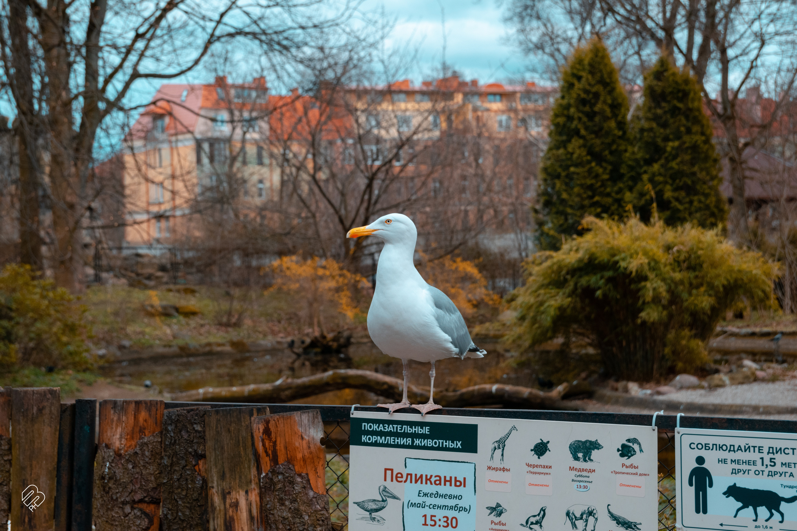 Поездка в Калининград. Фотограф людей и животных в Санкт-Петербурге Марина Бурмистрова