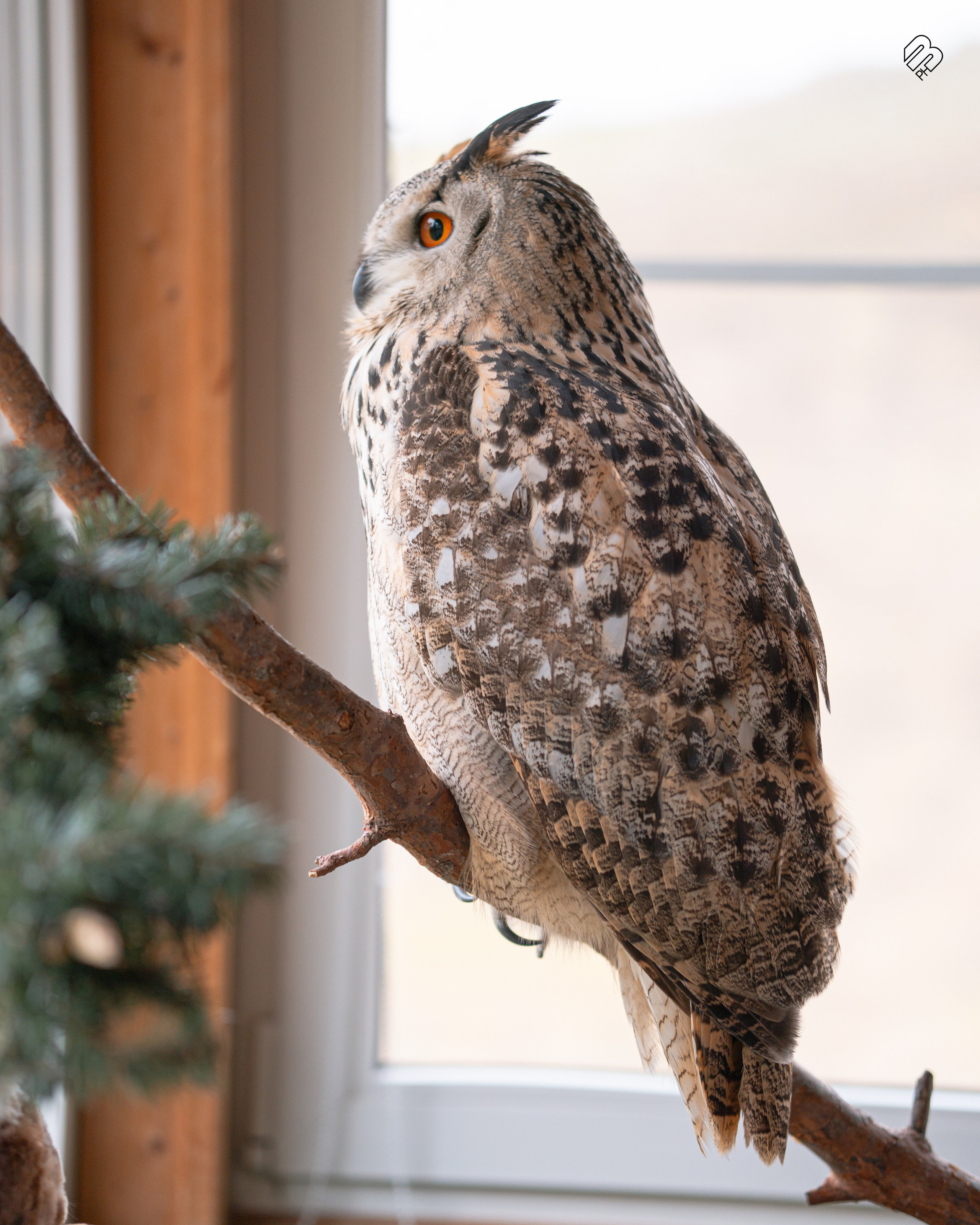 Фотосъемка животных в зоопарке. Фотограф людей и животных в Санкт-Петербурге Марина Бурмистрова