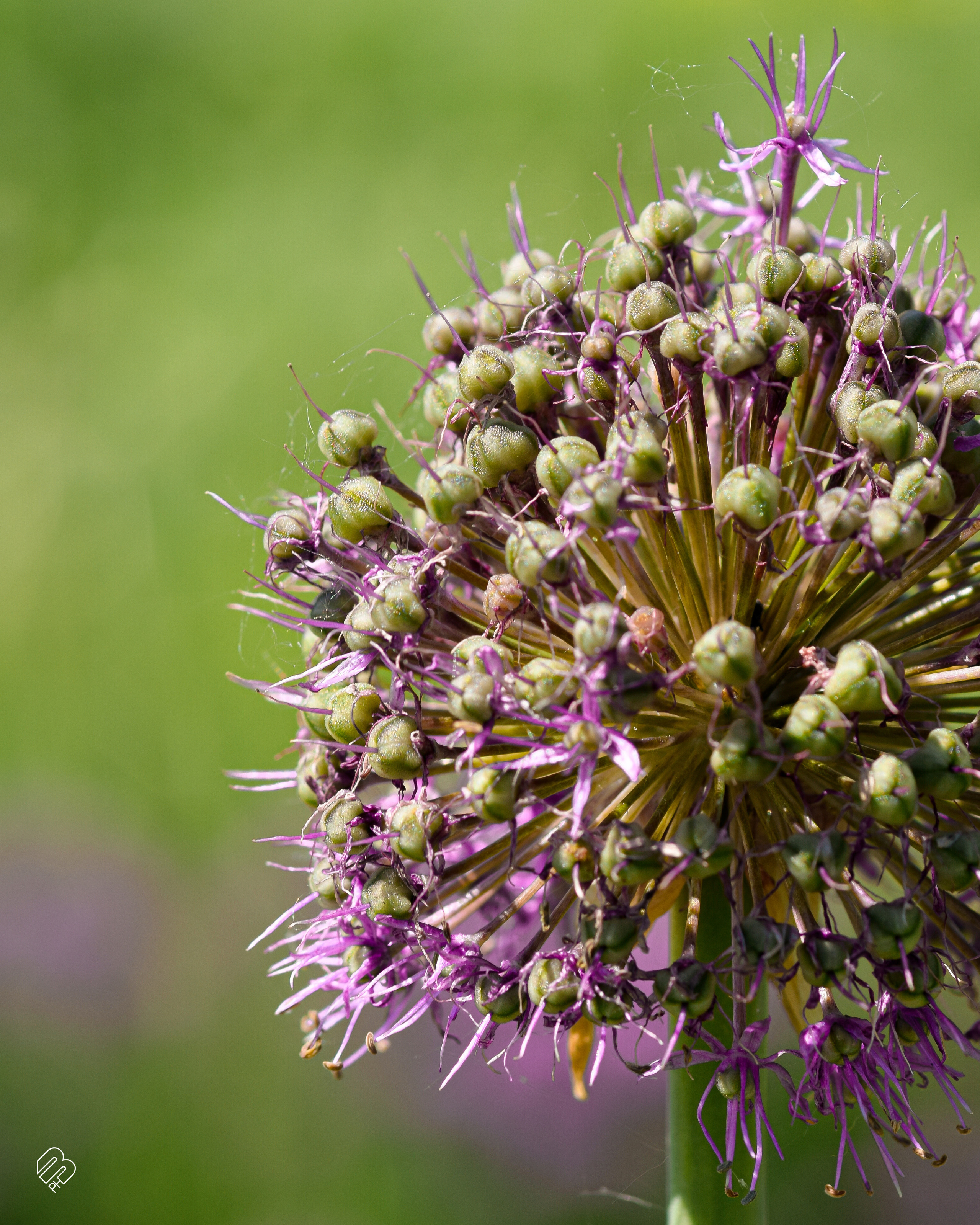 Фотографии цветов. Фотограф людей и животных в Санкт-Петербурге Марина Бурмистрова