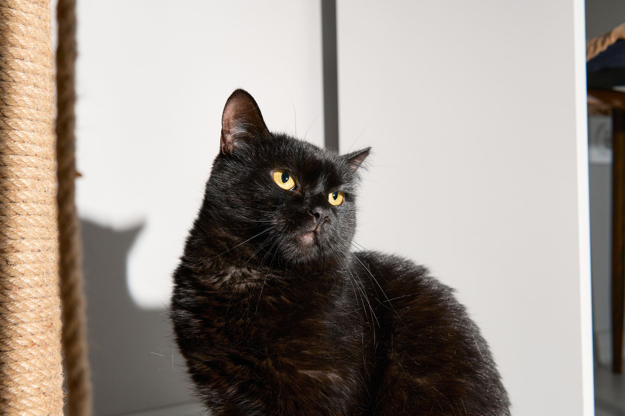 Съемка кошечки для пристройства. Фотограф людей и животных в Санкт-Петербурге Марина Бурмистрова