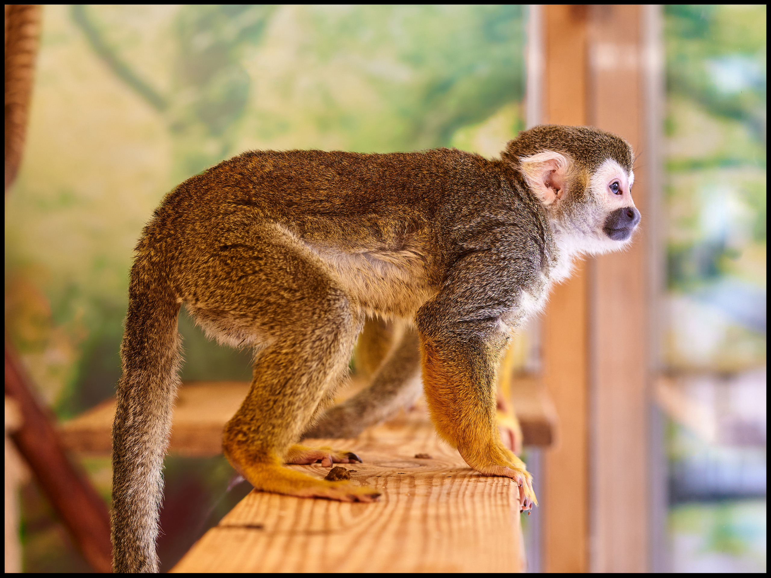 Фотограф людей и животных в Санкт-Петербурге Марина Бурмистрова
