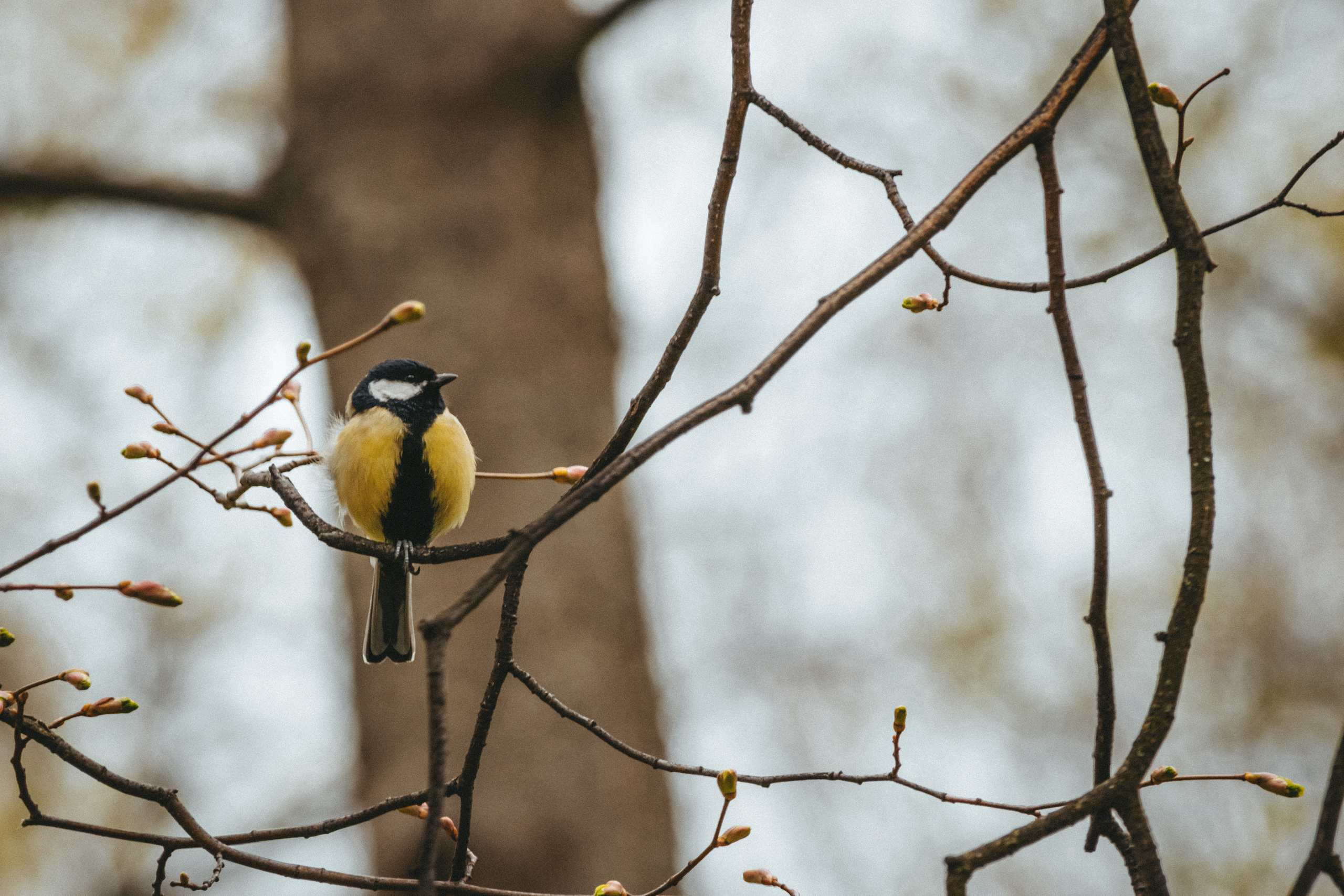 Весна 2019. Фотограф людей и животных в Санкт-Петербурге Марина Бурмистрова