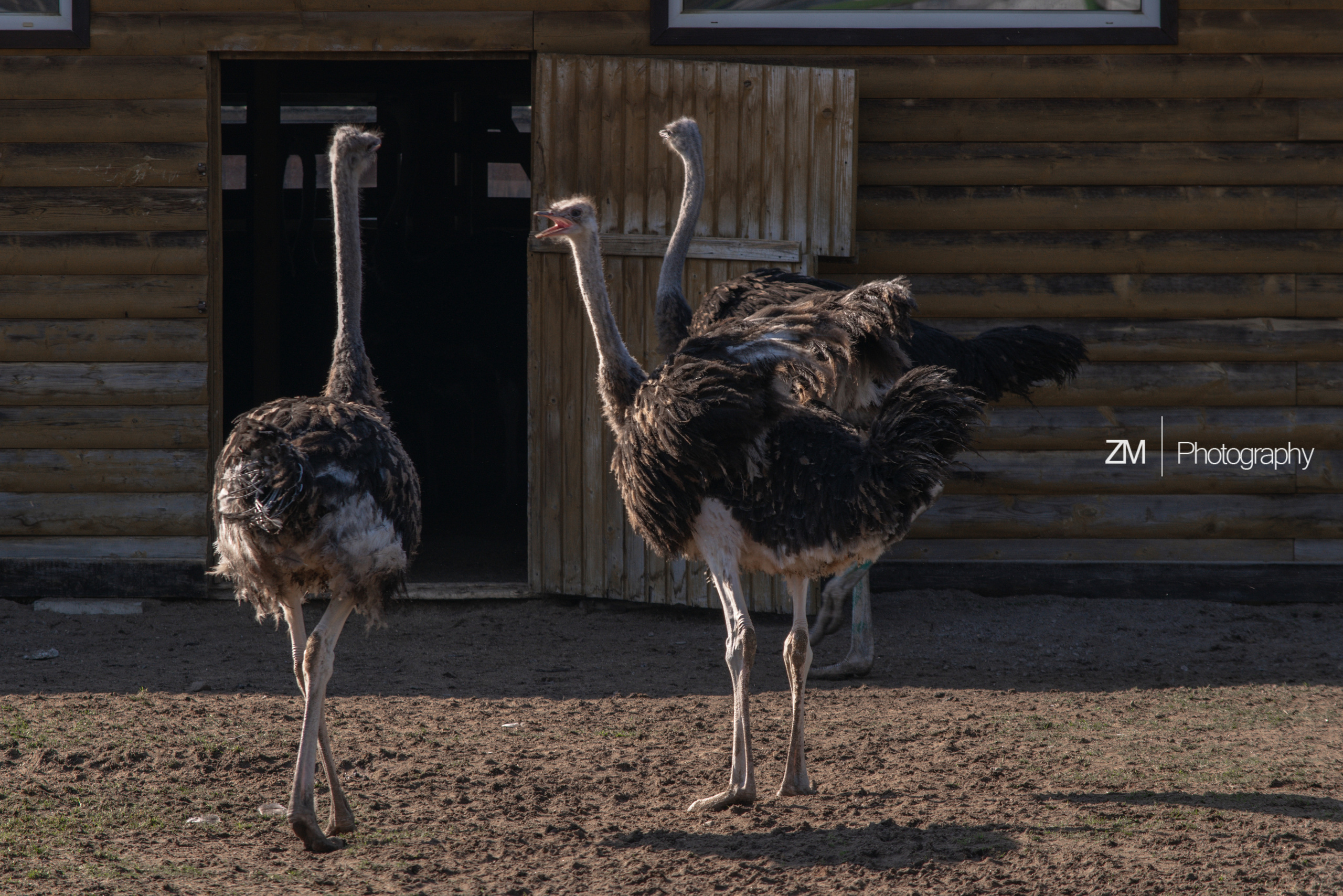 Фотосъемка животных в зоопарке. Фотограф людей и животных в Санкт-Петербурге Марина Бурмистрова