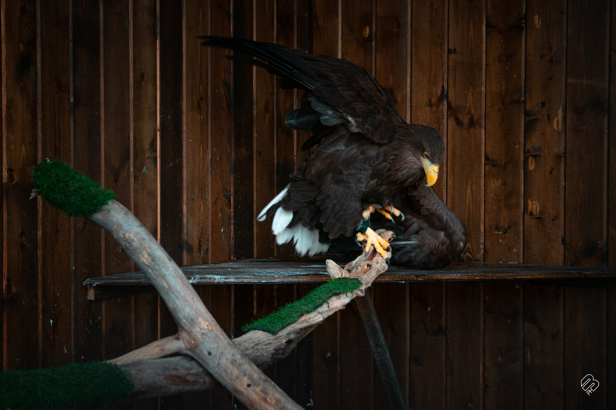 Поездка в Калининград. Фотограф людей и животных в Санкт-Петербурге Марина Бурмистрова