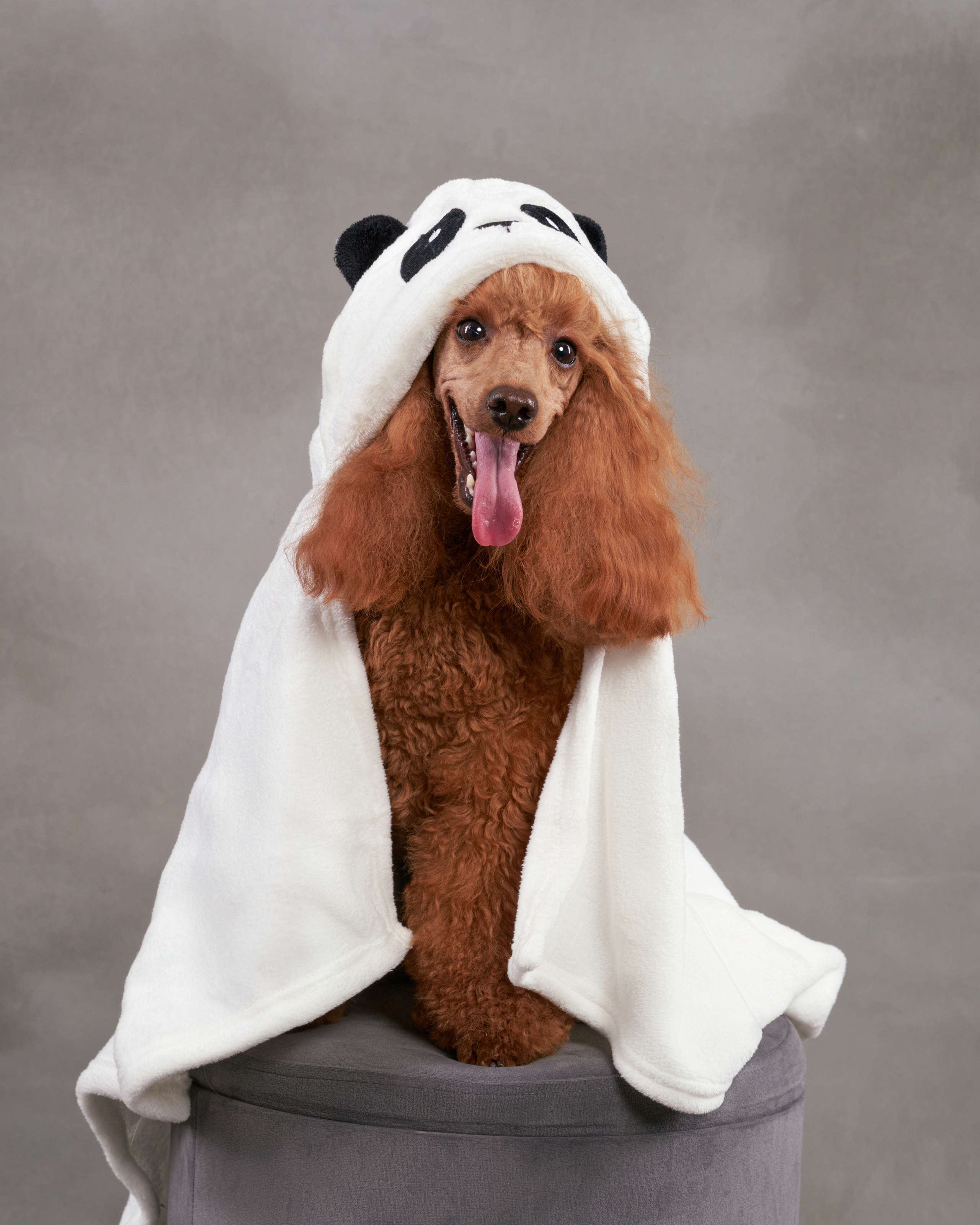 Анималистика. Студийные съемки. Фотограф людей и животных в Санкт-Петербурге Марина Бурмистрова