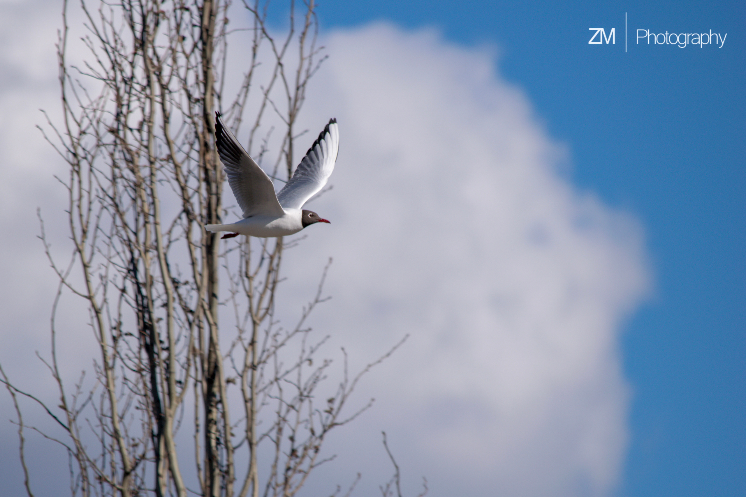Весна 2019. Фотограф людей и животных в Санкт-Петербурге Марина Бурмистрова