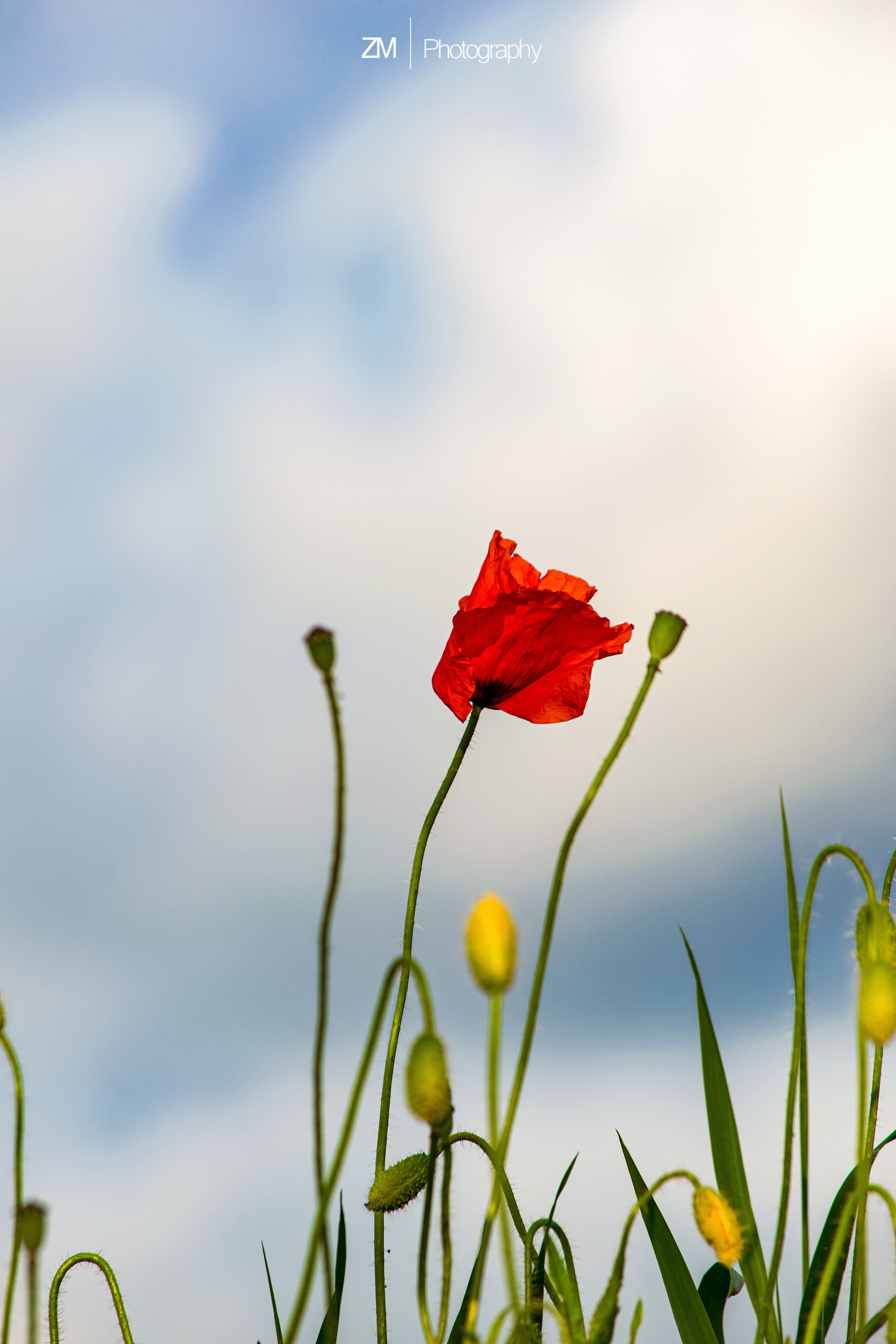 Фотографии цветов. Фотограф людей и животных в Санкт-Петербурге Марина Бурмистрова