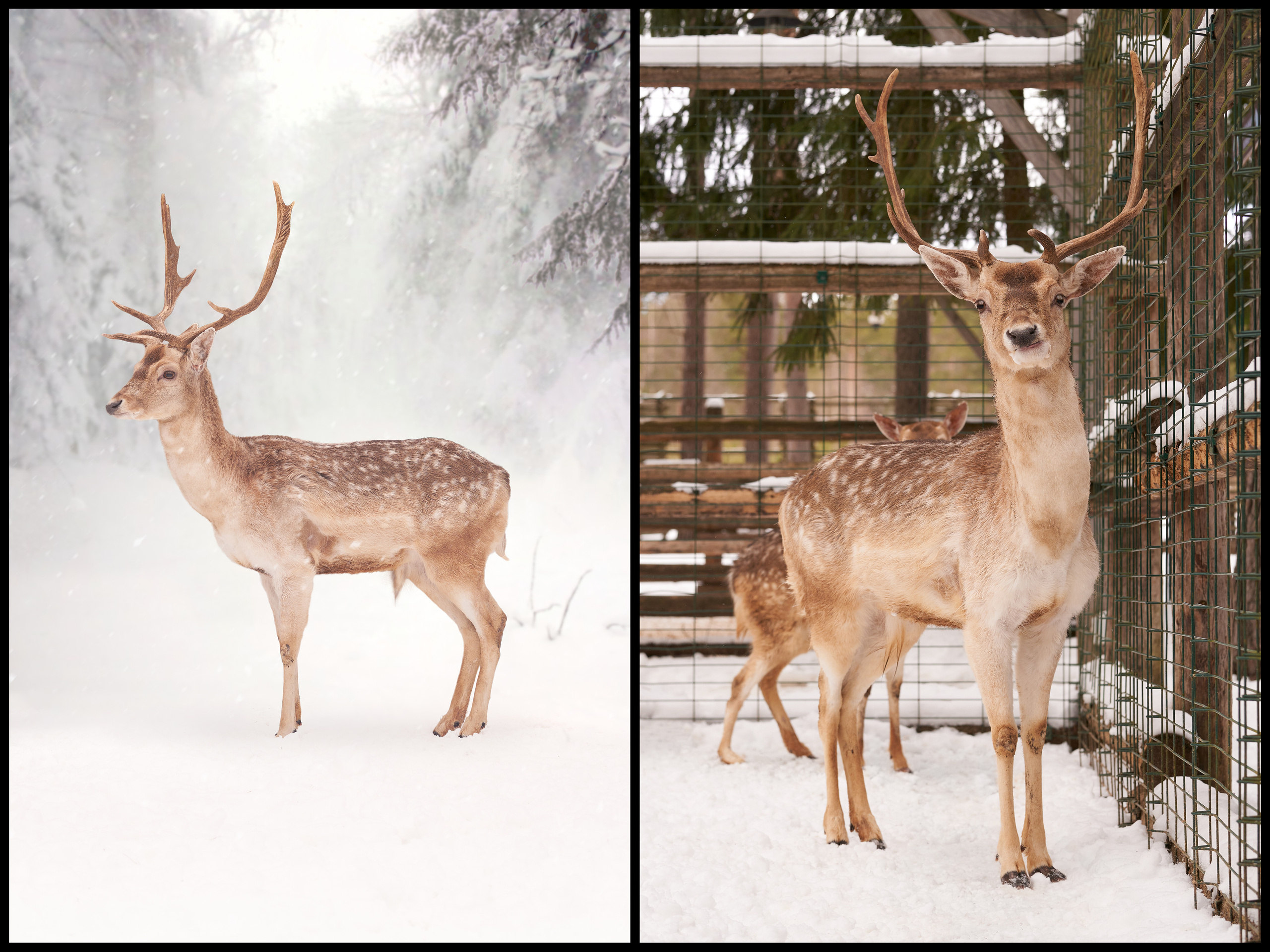 Фотосъемка животных в зоопарке. Фотограф людей и животных в Санкт-Петербурге Марина Бурмистрова